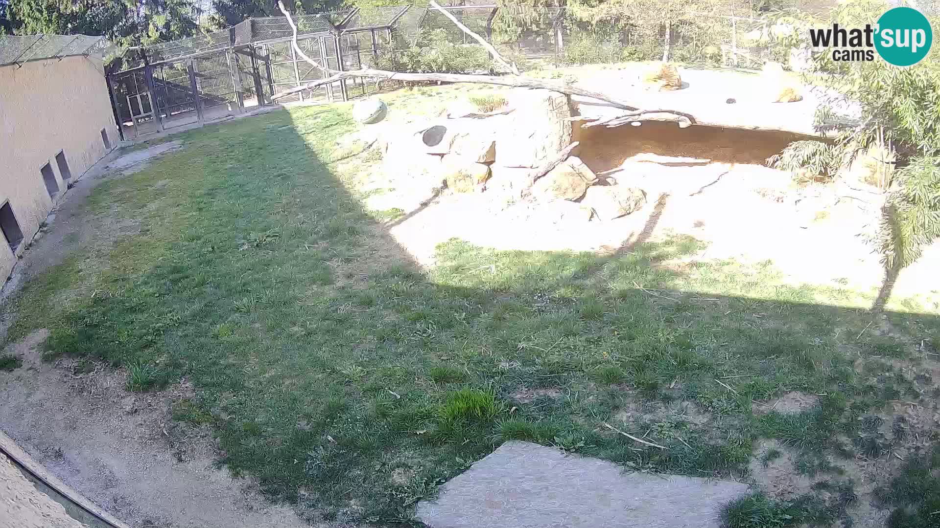 LION live Webcam in Ljubljana Zoo – Slovenia
