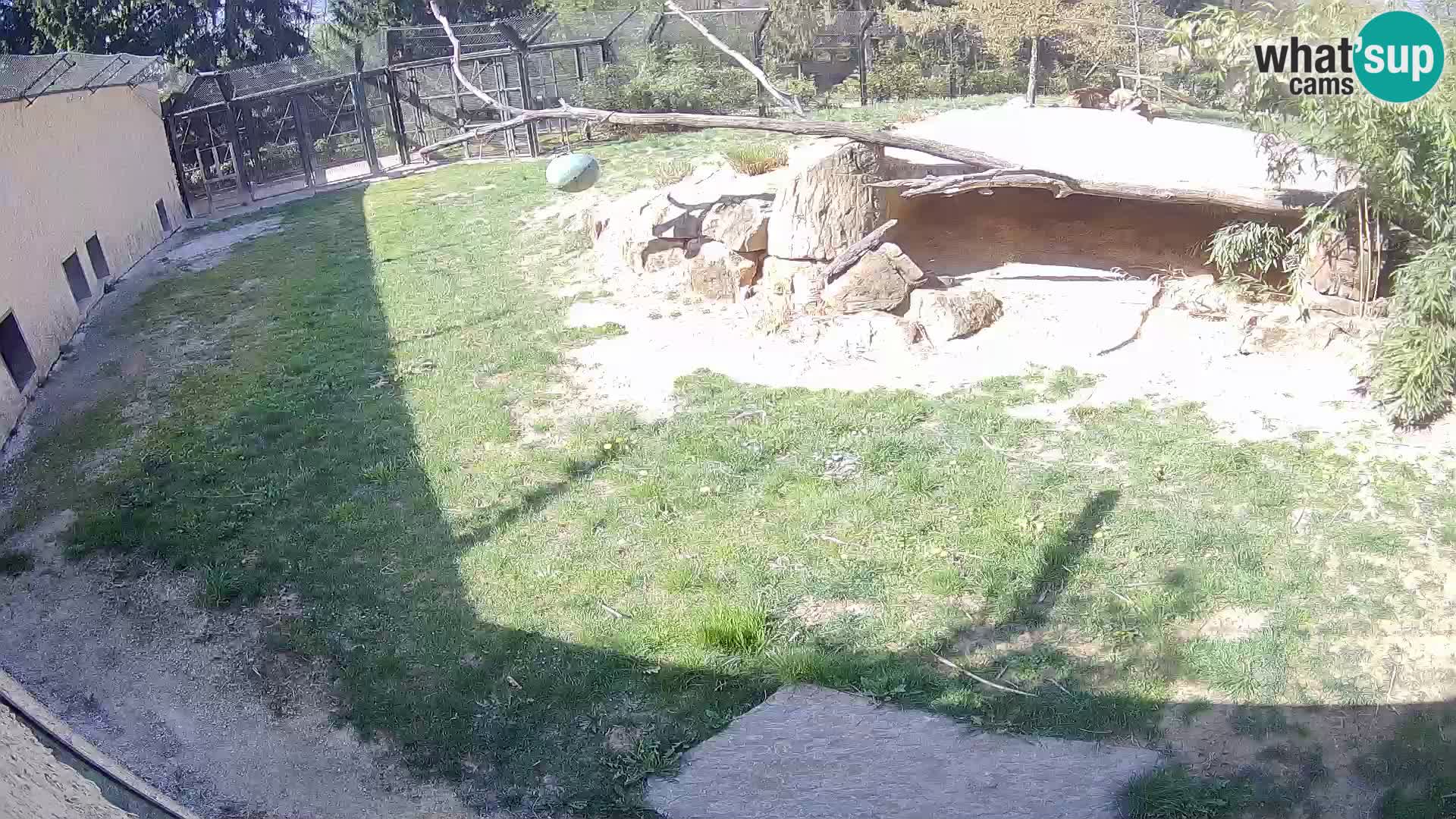 LION webcam en direct du zoo de Ljubljana – Slovénie