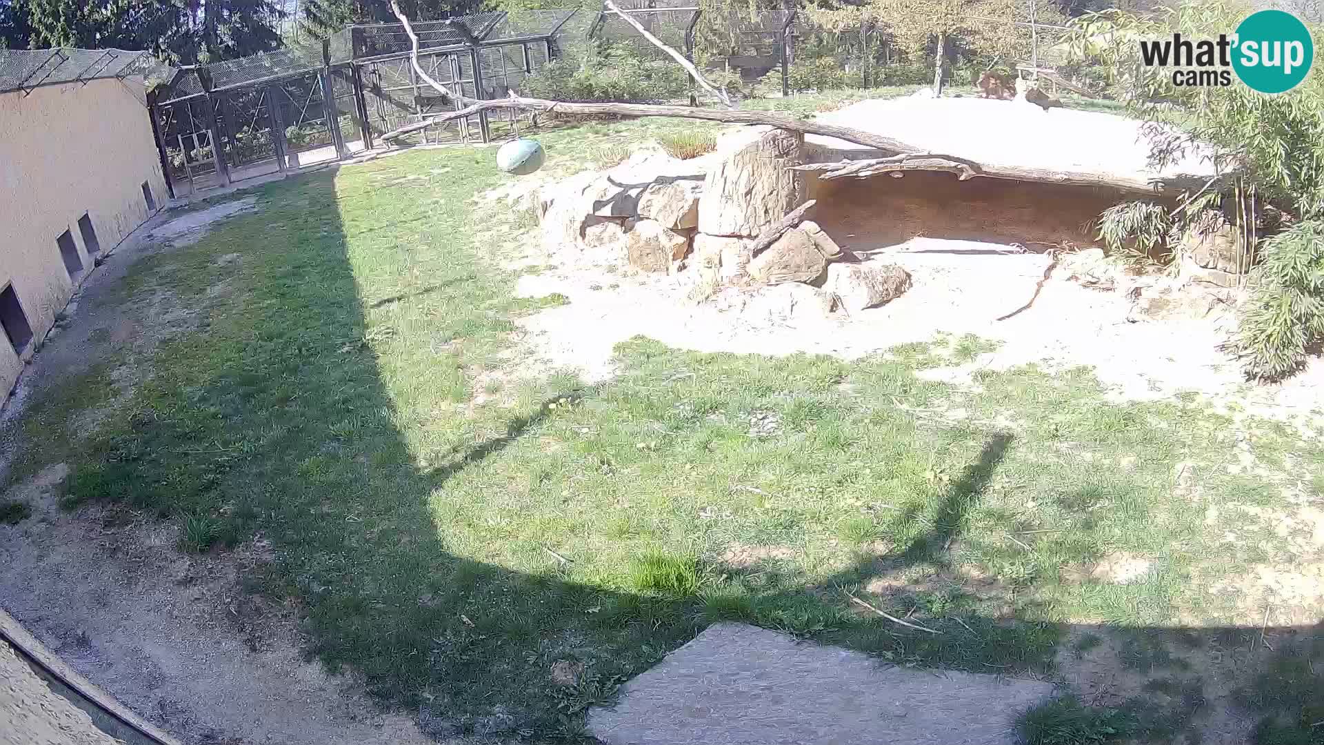 LION webcam en direct du zoo de Ljubljana – Slovénie