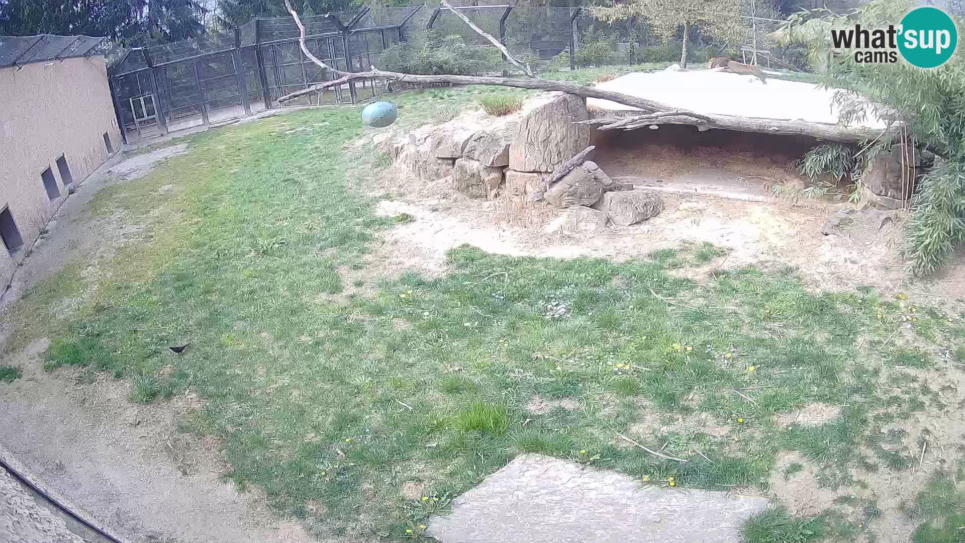 LEON Webcam en vivo en Ljubljana Zoo – Eslovenia