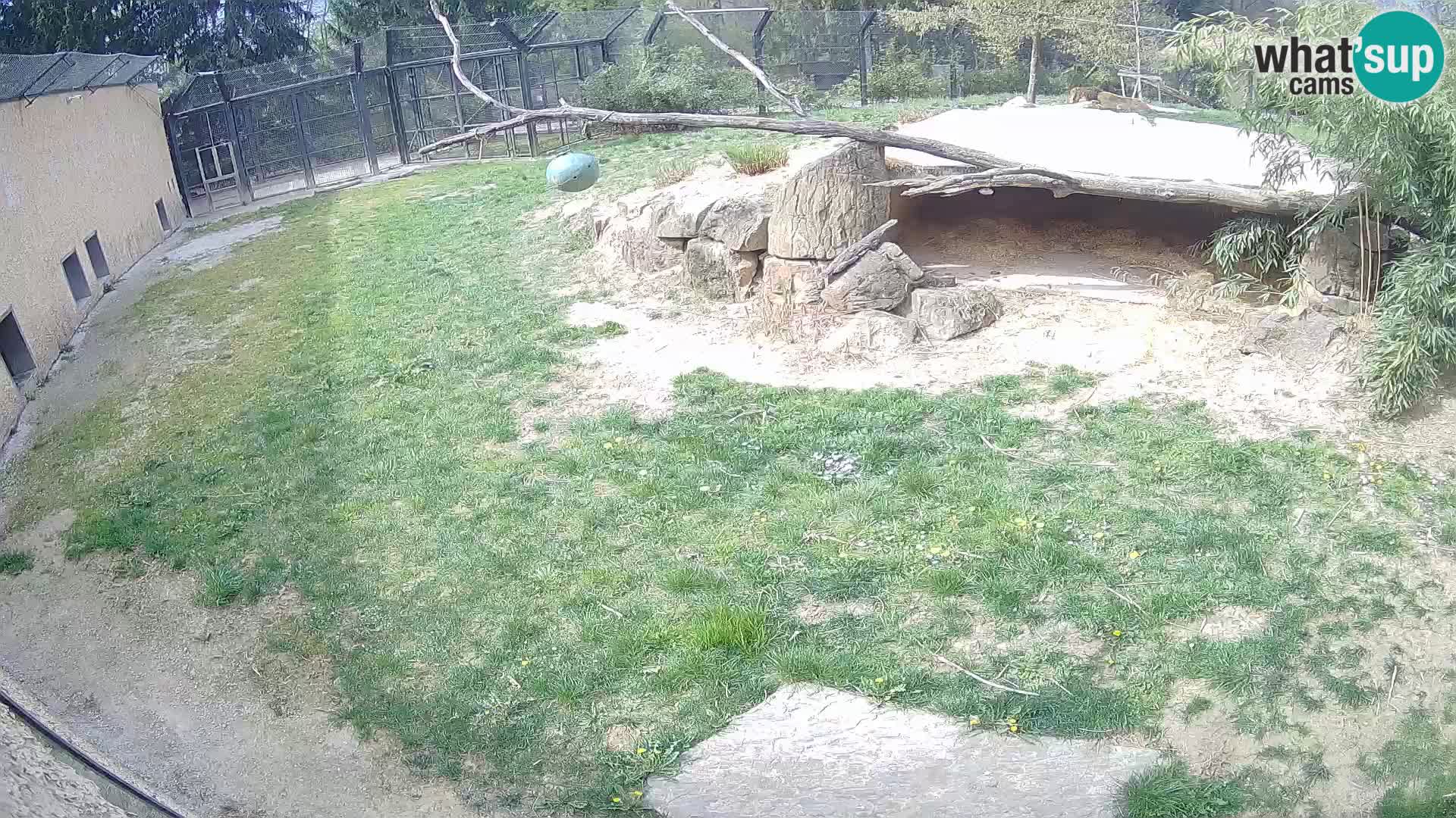 LEON Webcam en vivo en Ljubljana Zoo – Eslovenia