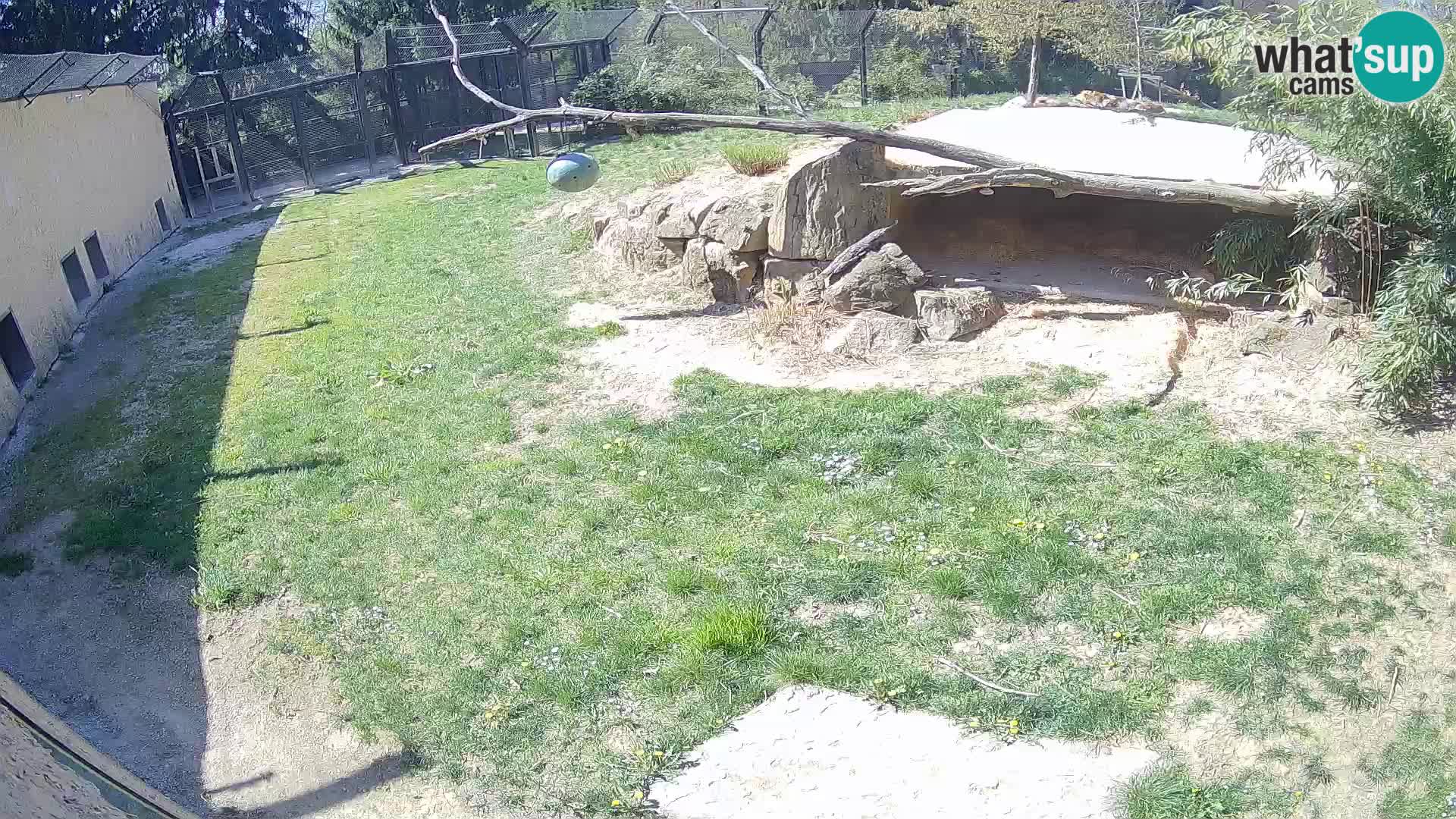 LION webcam en direct du zoo de Ljubljana – Slovénie