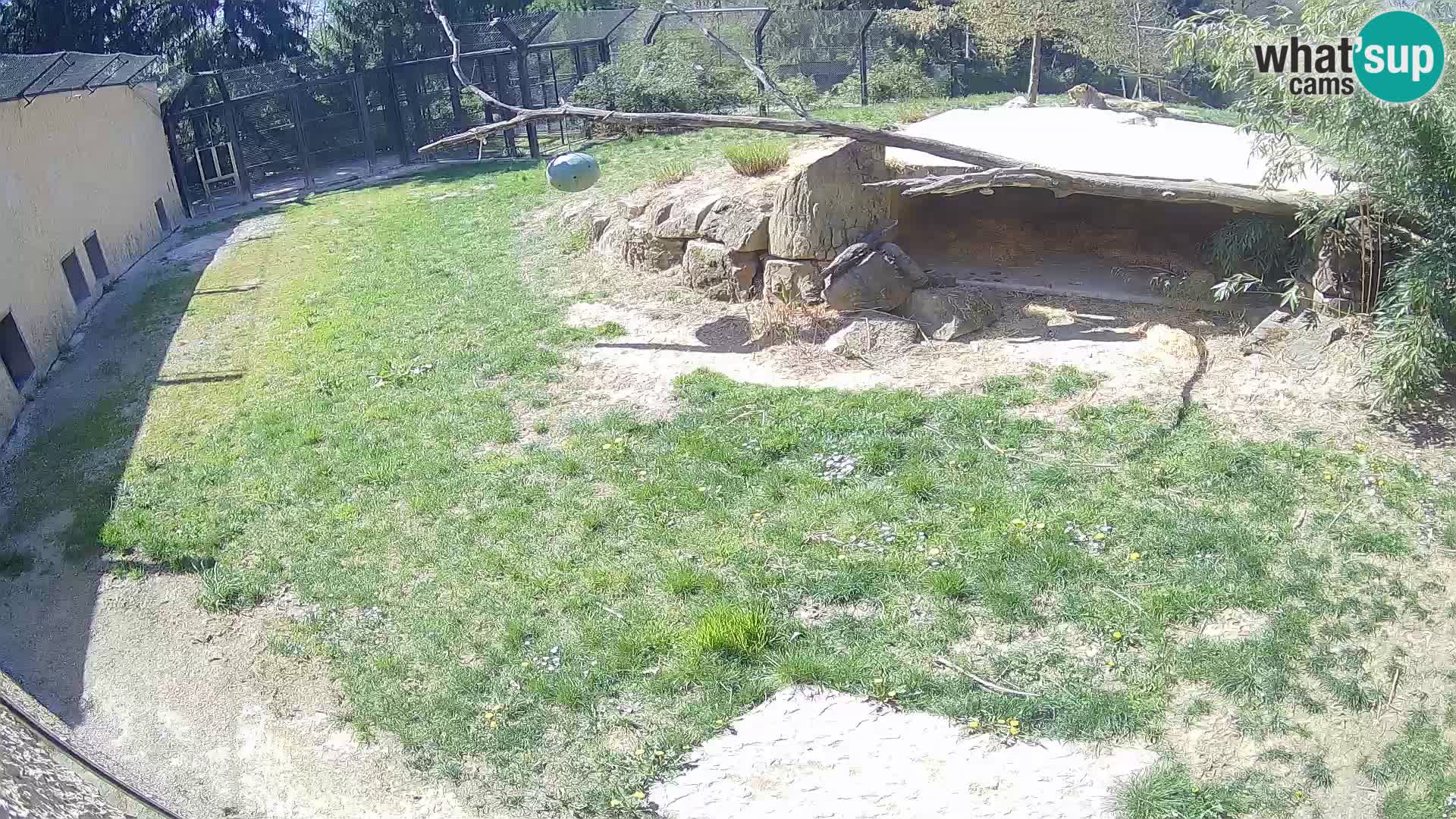 LEON Webcam en vivo en Ljubljana Zoo – Eslovenia