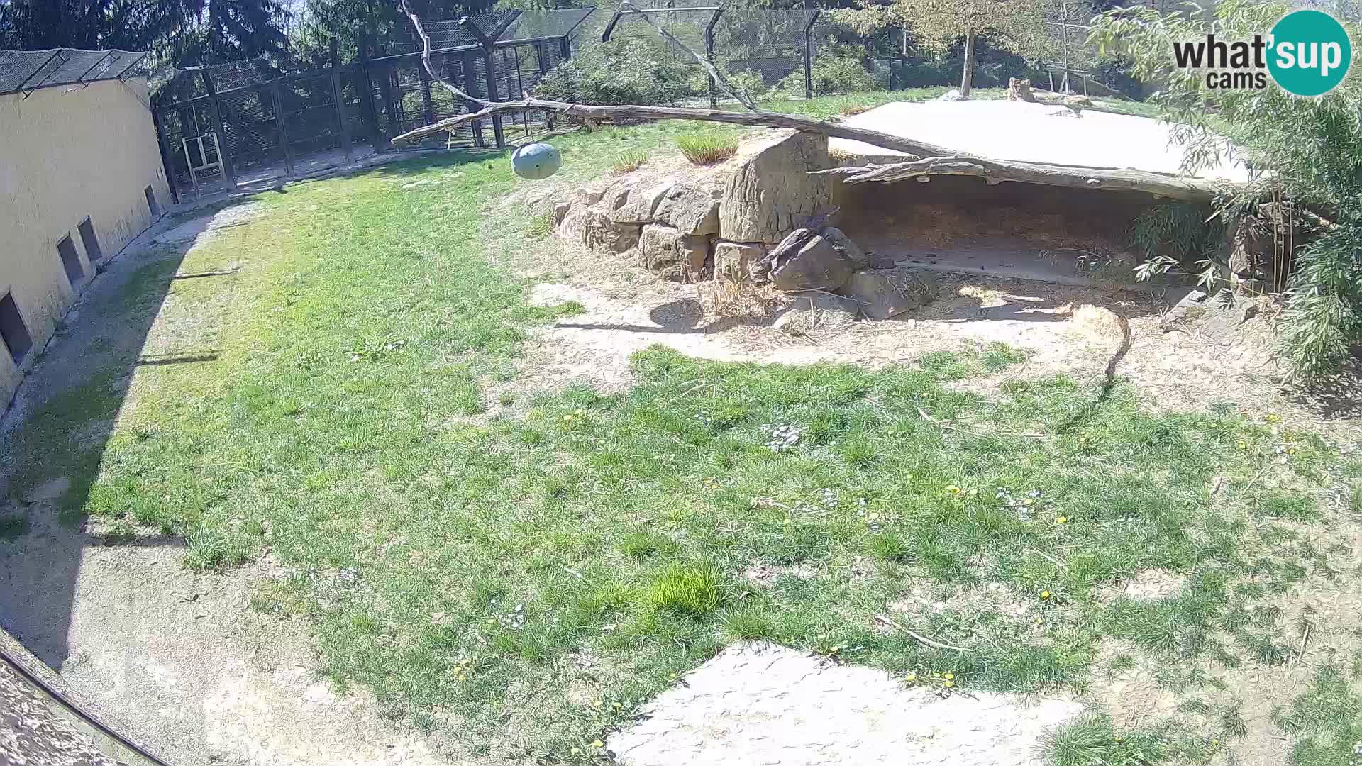 LEON Webcam en vivo en Ljubljana Zoo – Eslovenia