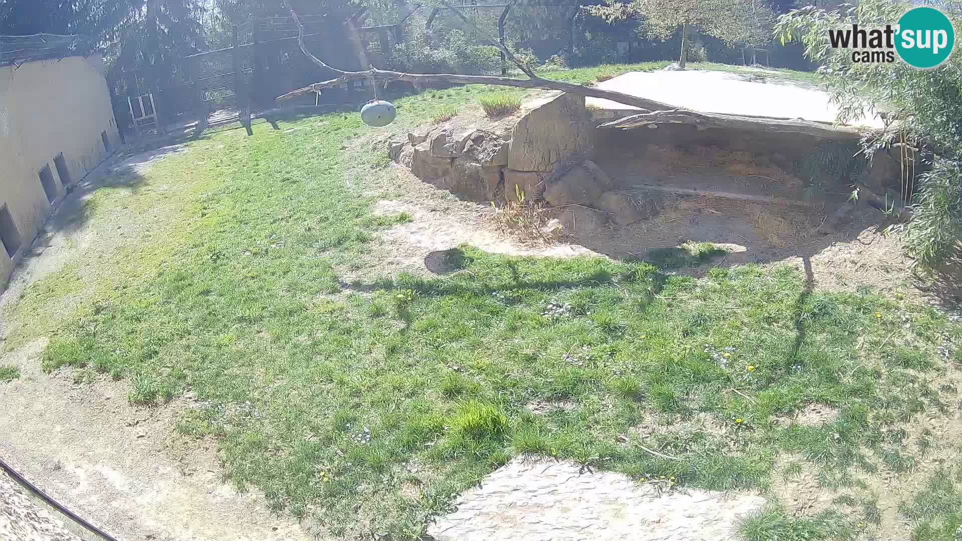 LEON Webcam en vivo en Ljubljana Zoo – Eslovenia