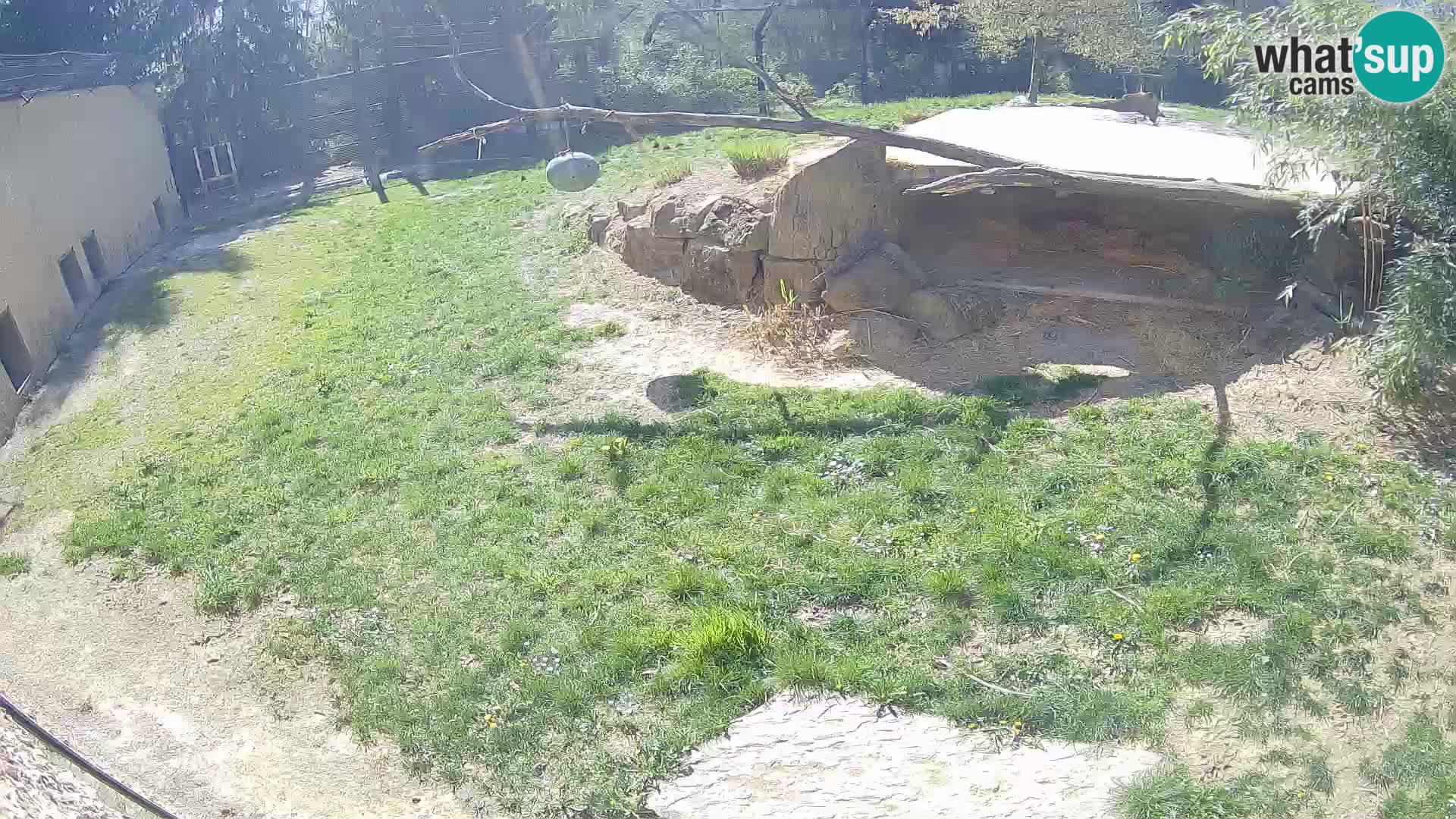 LEONE live Webcam nello zoo di Lubiana – Slovenia