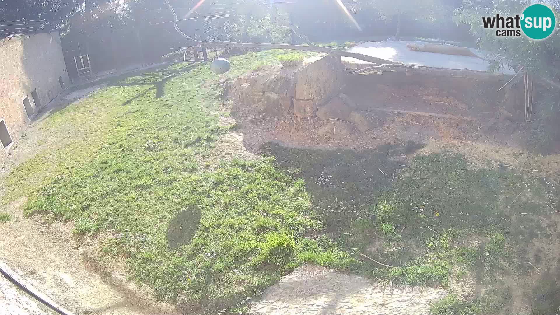 Löwe live Webcam im Zoo von Ljubljana – Slowenien