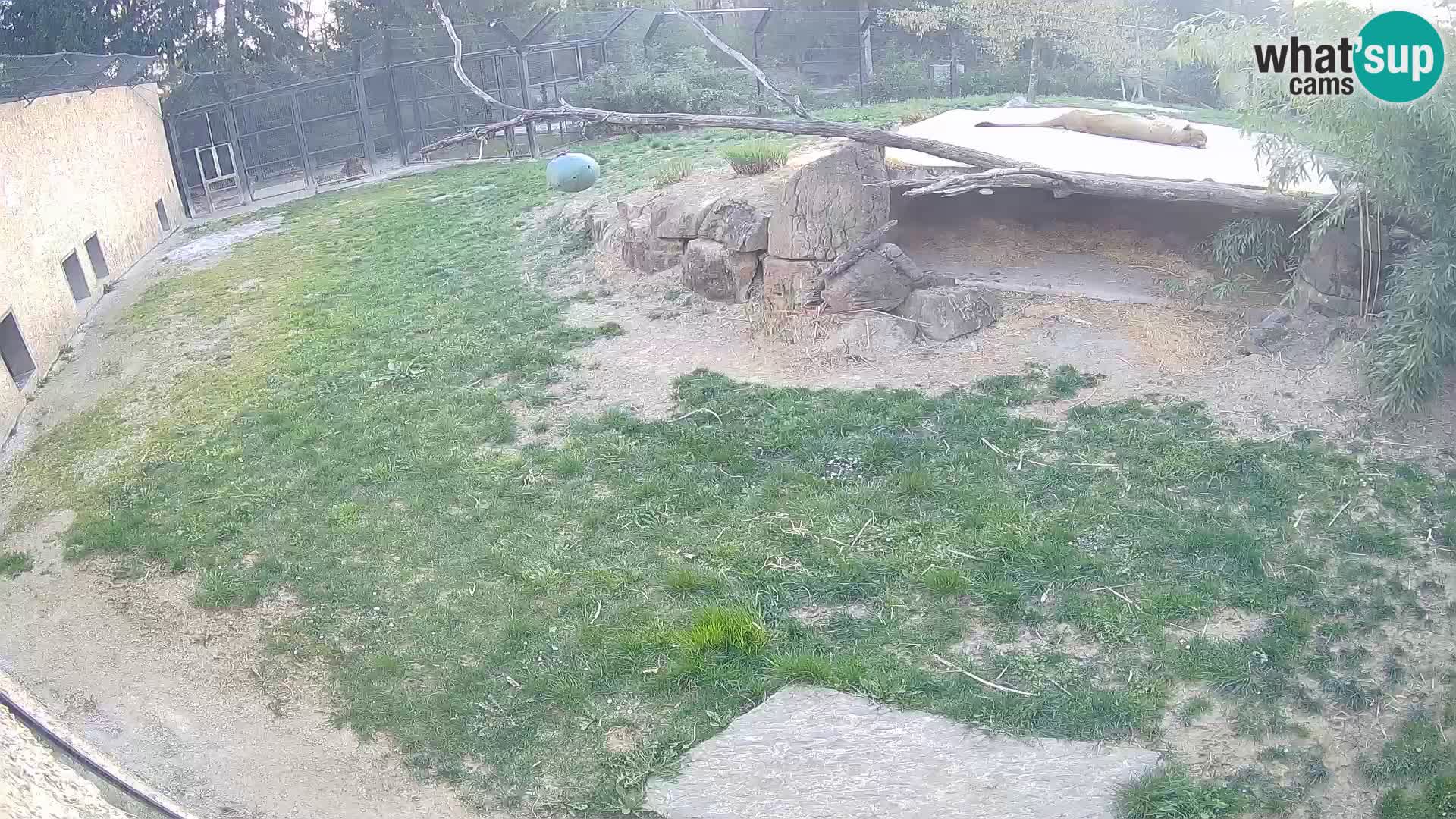 Löwe live Webcam im Zoo von Ljubljana – Slowenien