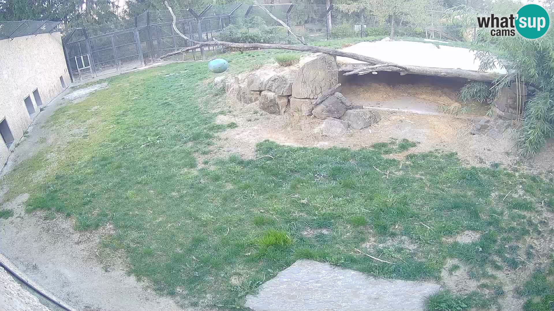 LION live Webcam in Ljubljana Zoo – Slovenia