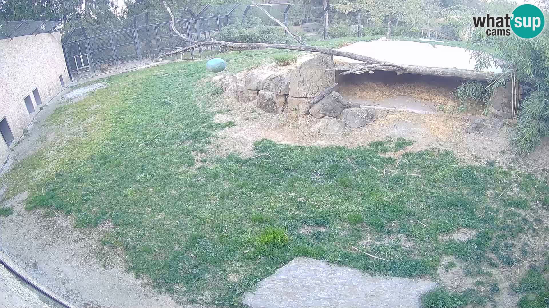 LION live Webcam in Ljubljana Zoo – Slovenia