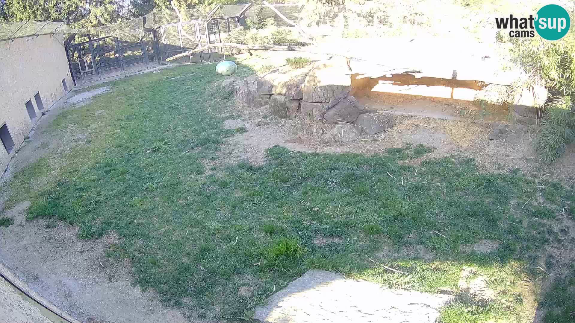 LION live Webcam in Ljubljana Zoo – Slovenia