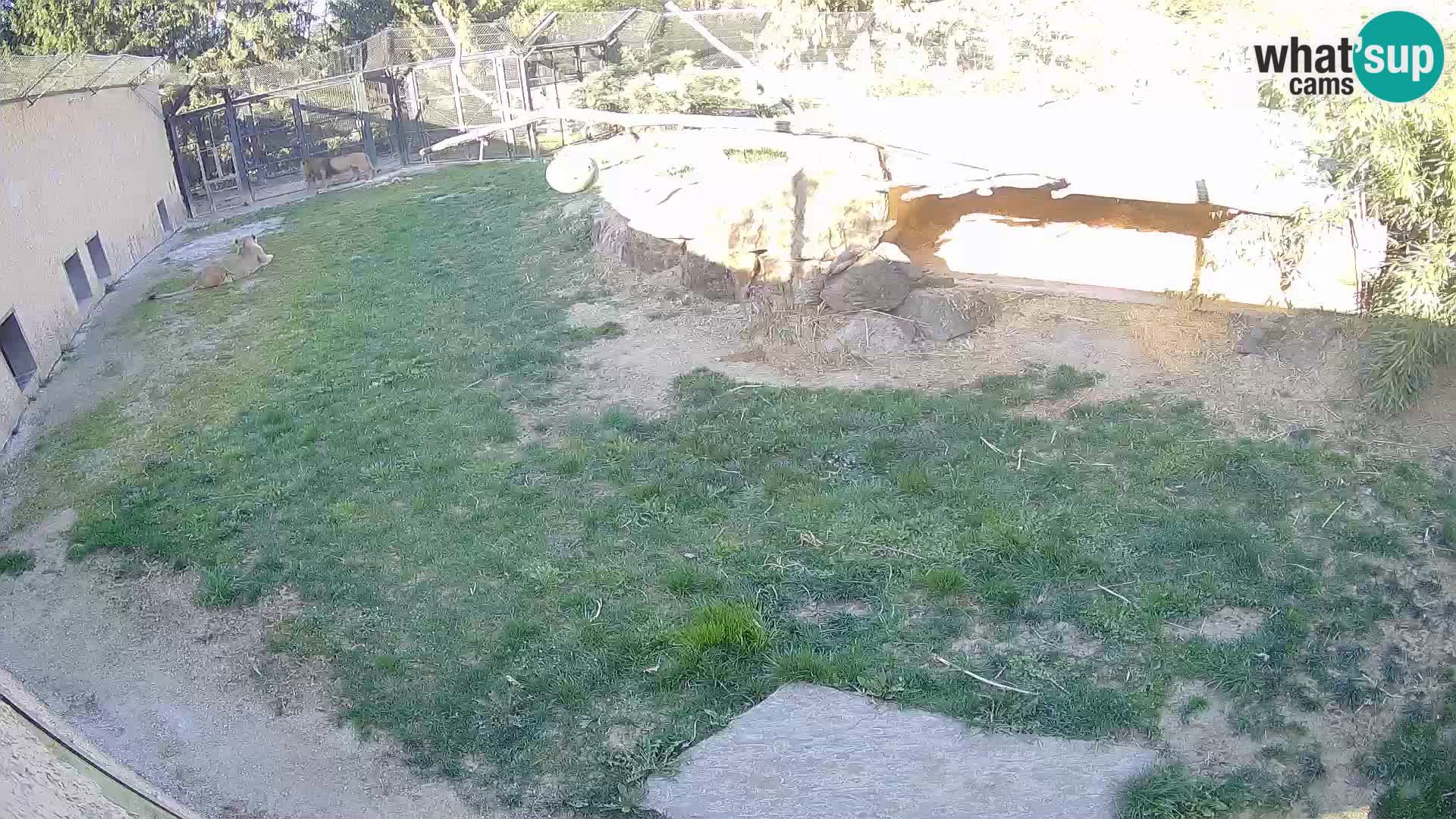 LION live Webcam in Ljubljana Zoo – Slovenia