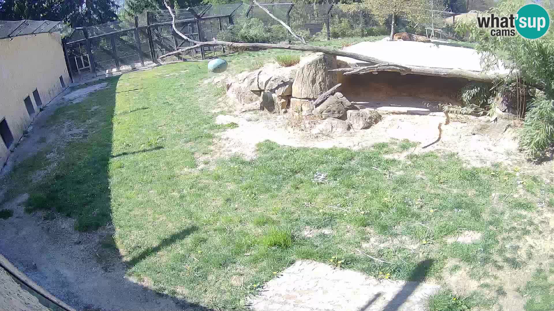 LEON Webcam en vivo en Ljubljana Zoo – Eslovenia