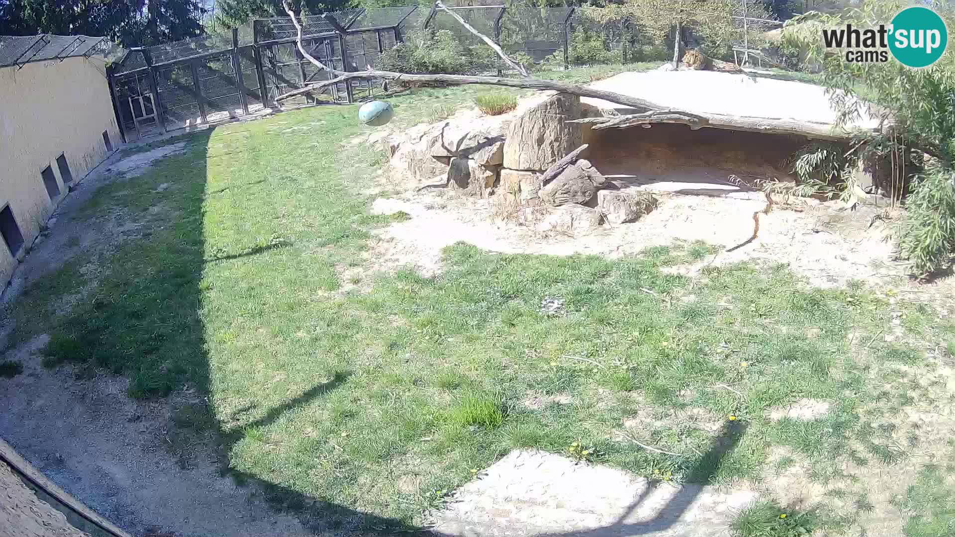 LEON Webcam en vivo en Ljubljana Zoo – Eslovenia