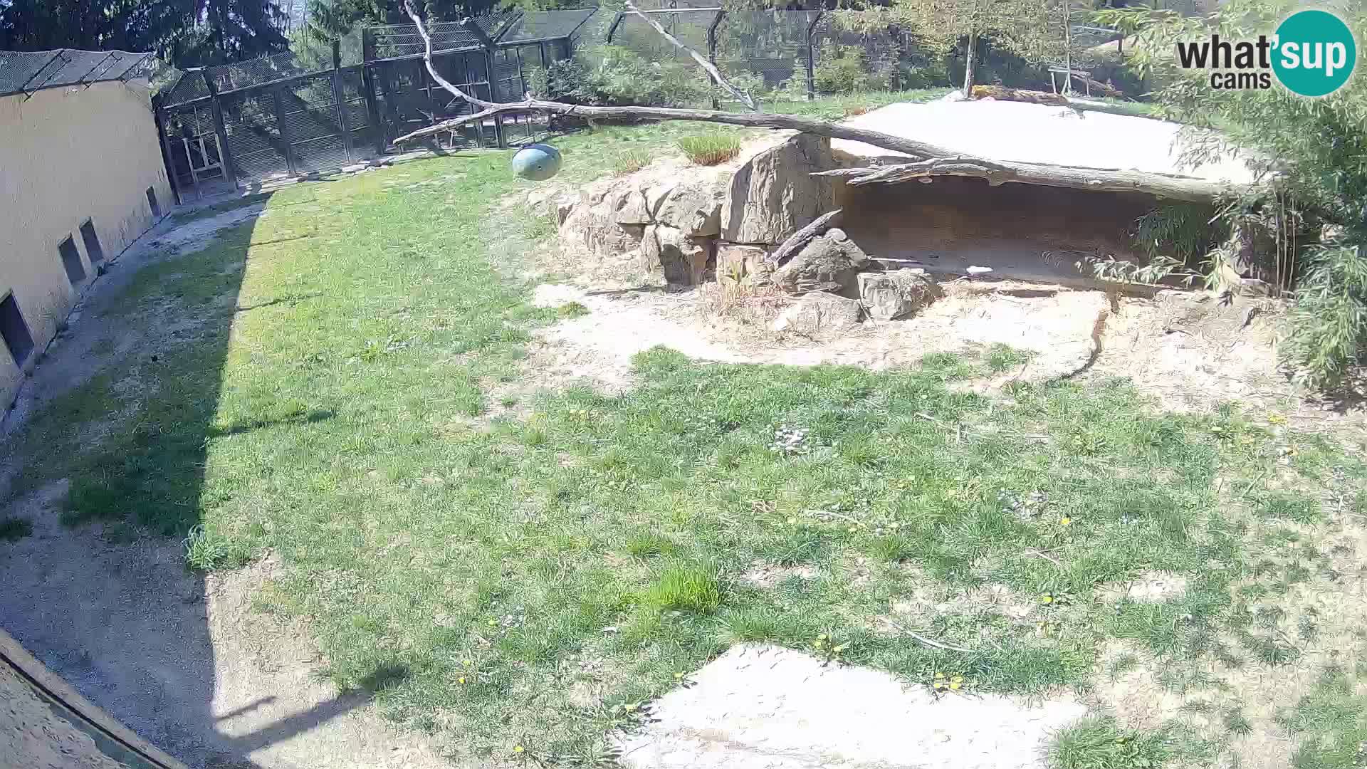 LEVI spletna kamera v živalskem vrtu Ljubljana Zoo