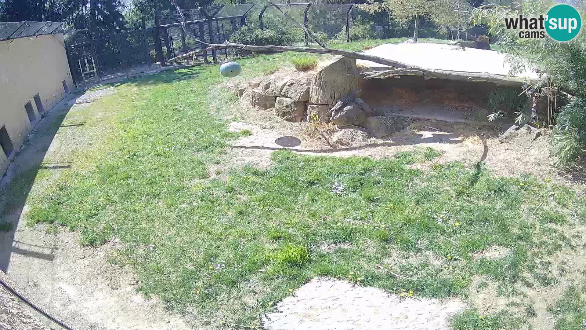 LEVI spletna kamera v živalskem vrtu Ljubljana Zoo