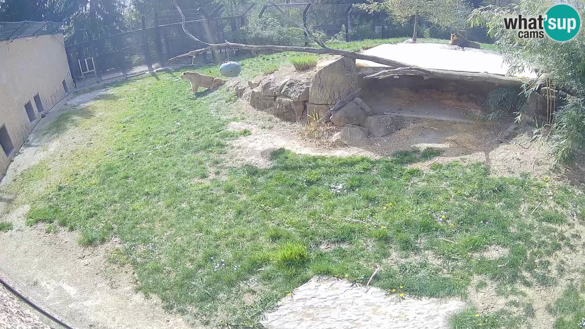 LION live Webcam in Ljubljana Zoo – Slovenia
