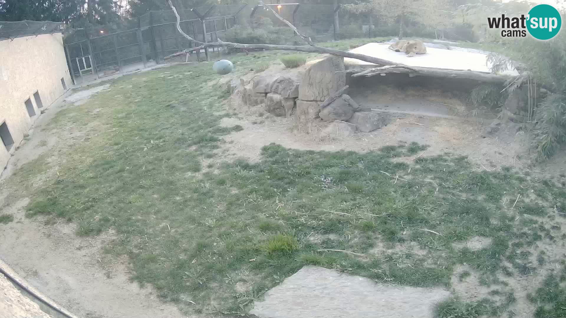 Löwe live Webcam im Zoo von Ljubljana – Slowenien