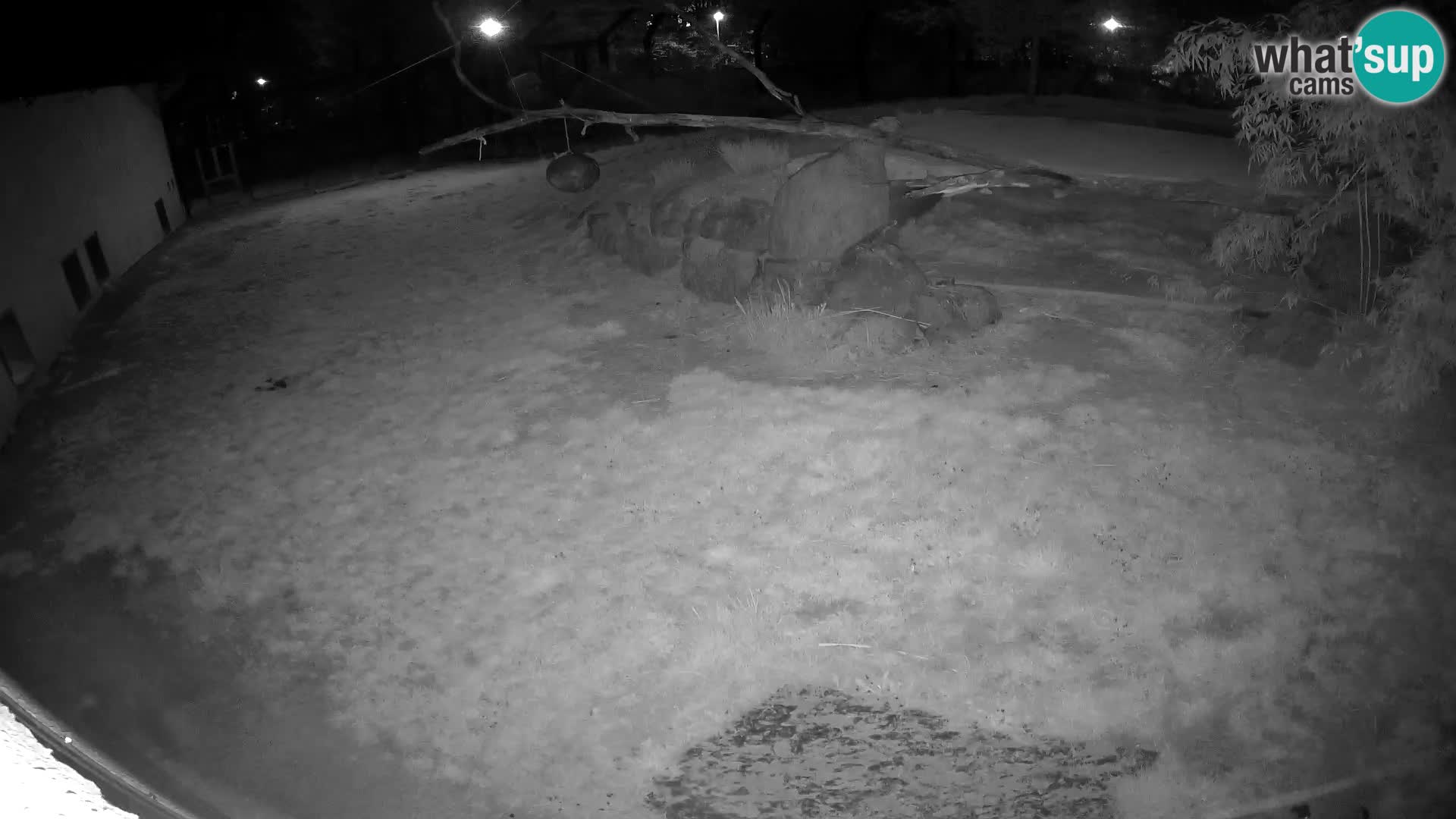 Löwe live Webcam im Zoo von Ljubljana – Slowenien