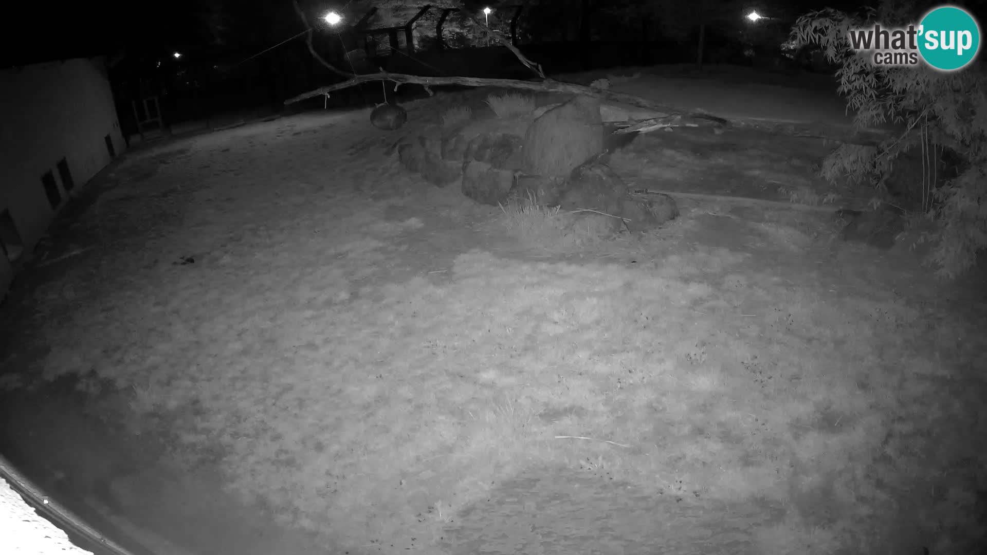 LION live Webcam in Ljubljana Zoo – Slovenia