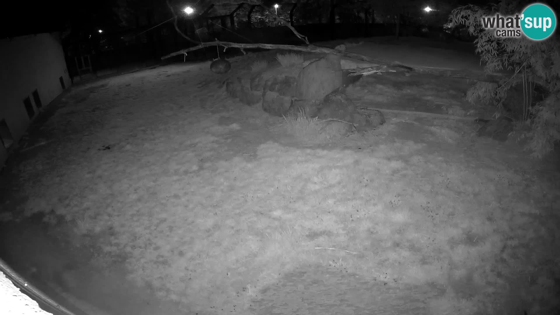 LEONE live Webcam nello zoo di Lubiana – Slovenia