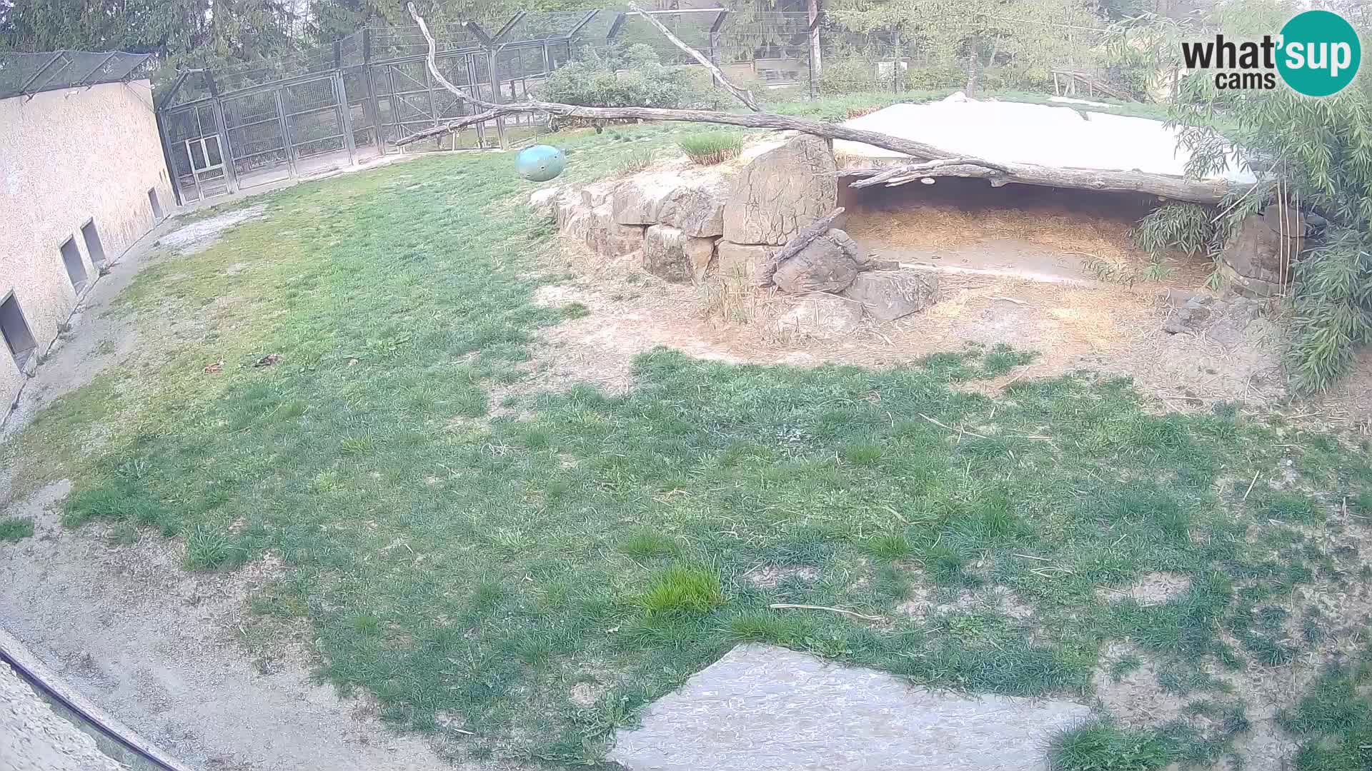 Löwe live Webcam im Zoo von Ljubljana – Slowenien