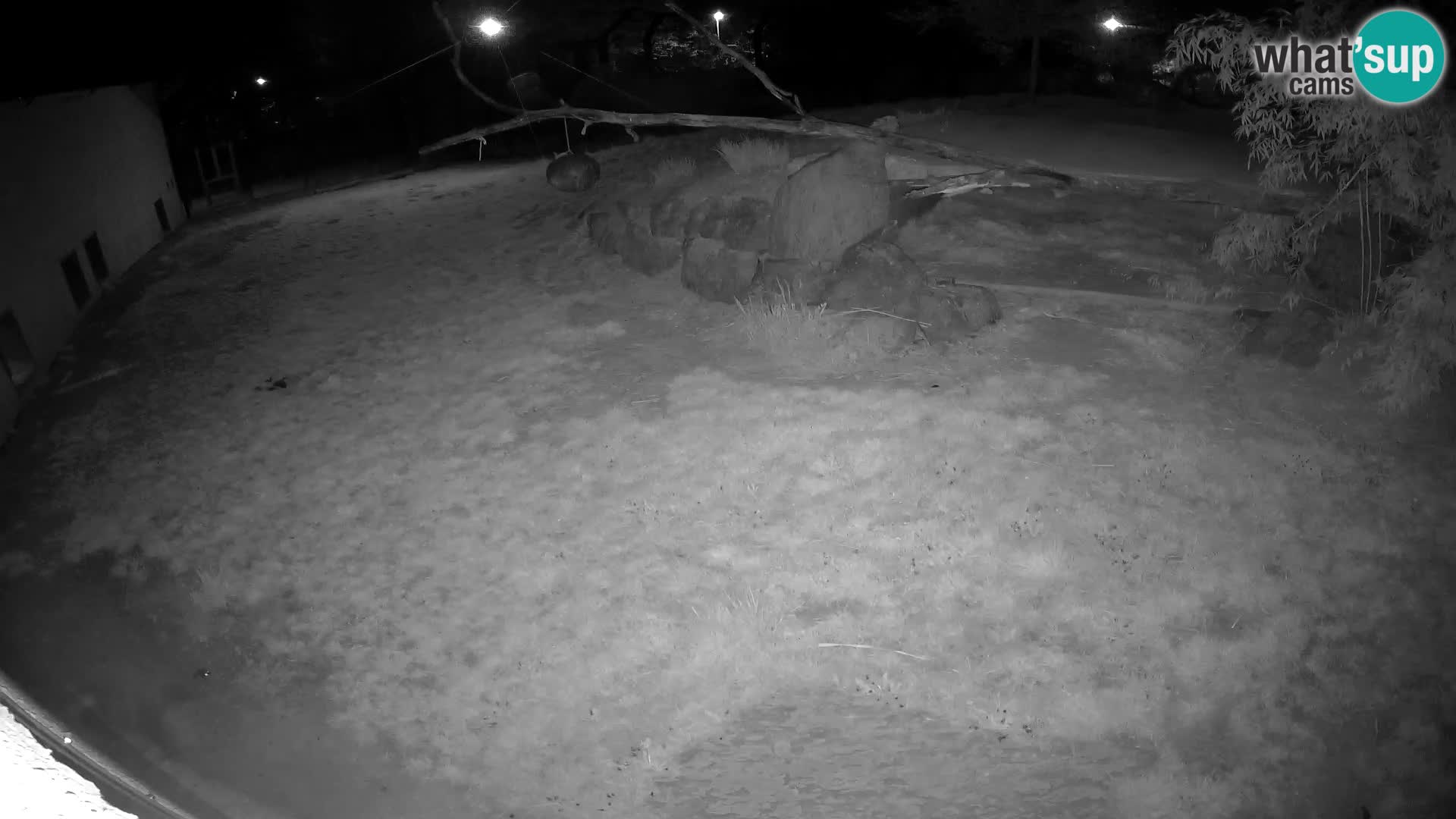 LEONE live Webcam nello zoo di Lubiana – Slovenia