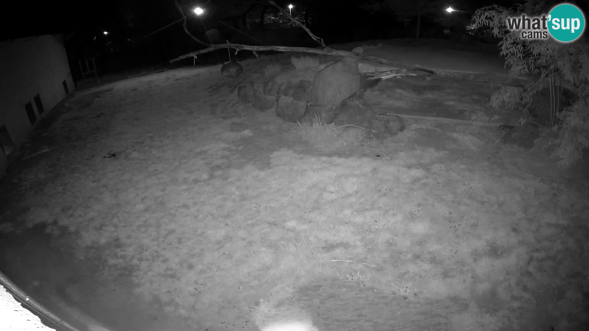 LION live Webcam in Ljubljana Zoo – Slovenia