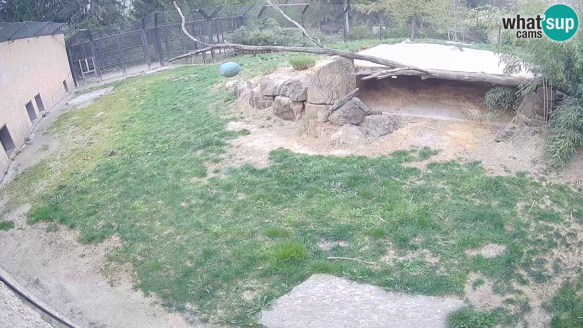 LEONE live Webcam nello zoo di Lubiana – Slovenia