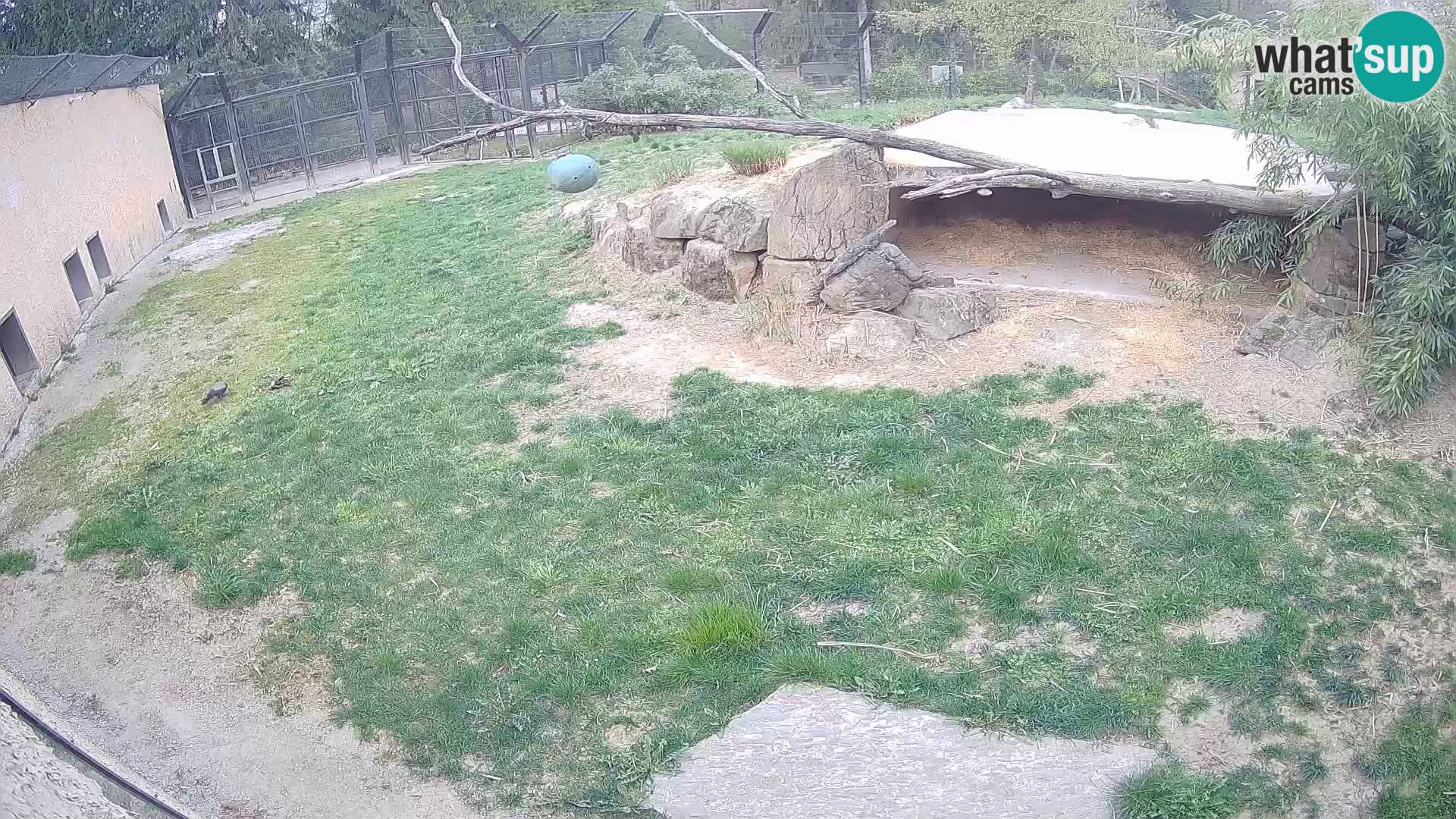 LEONE live Webcam nello zoo di Lubiana – Slovenia
