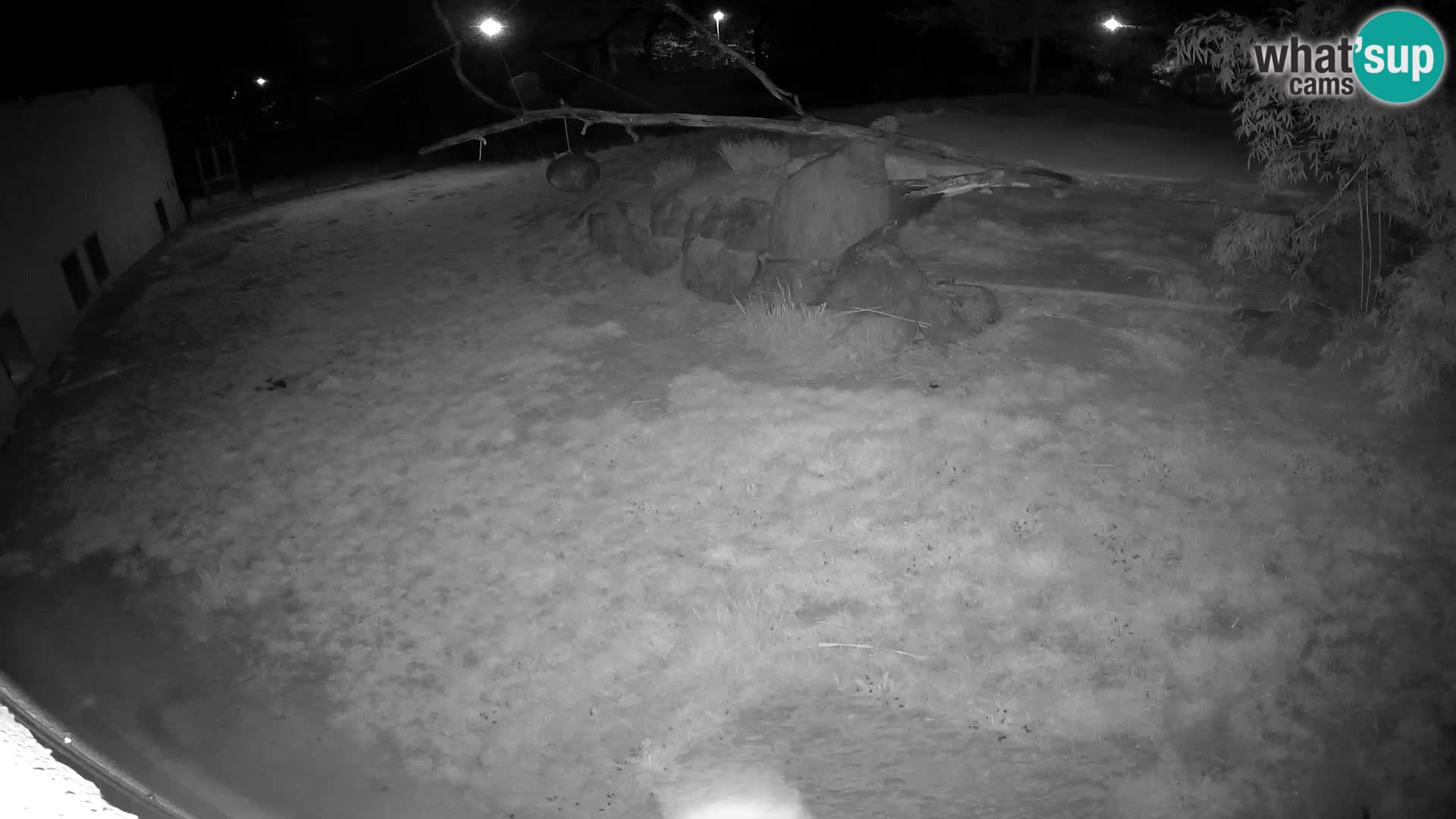 LEONE live Webcam nello zoo di Lubiana – Slovenia