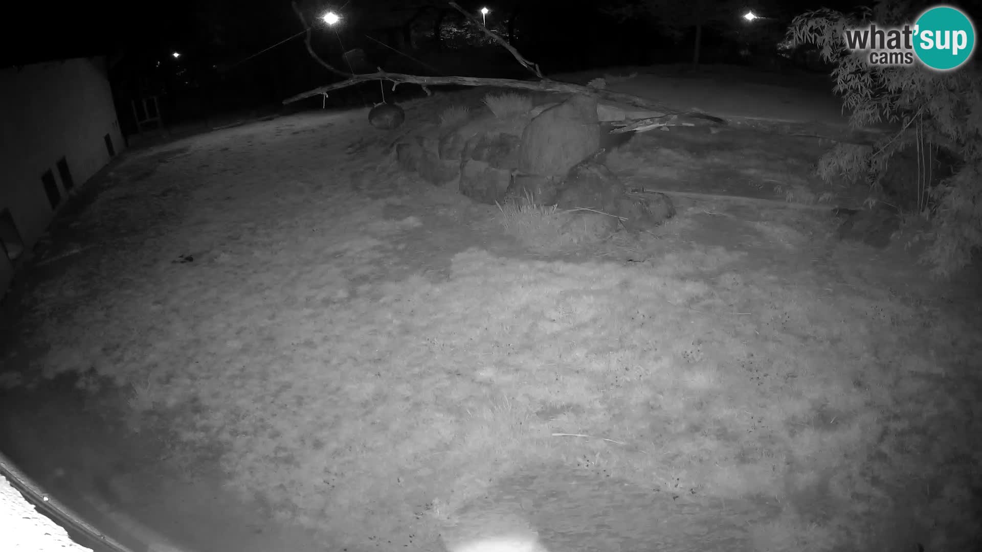 LEON Webcam en vivo en Ljubljana Zoo – Eslovenia