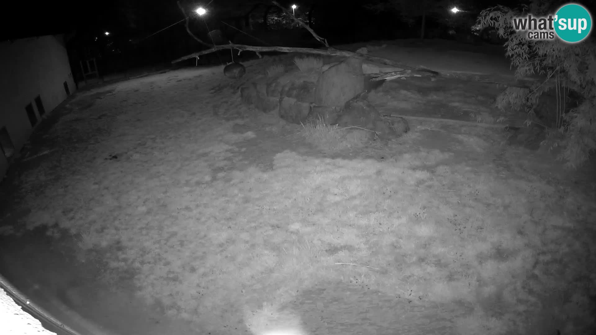 LION live Webcam in Ljubljana Zoo – Slovenia