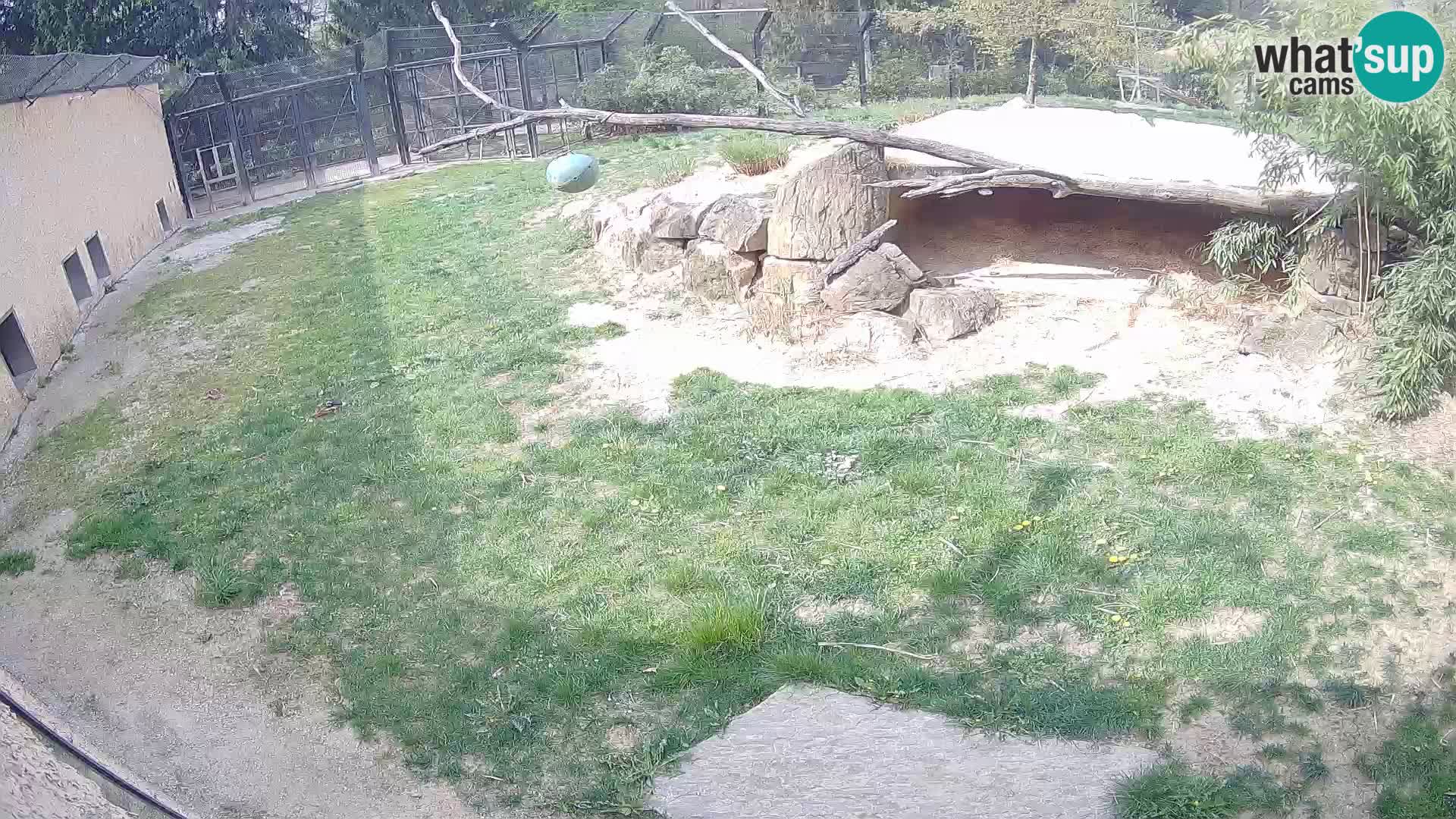 Lavovi web kamera uživo u ljubljanskom zoološkom vrtu – Slovenija