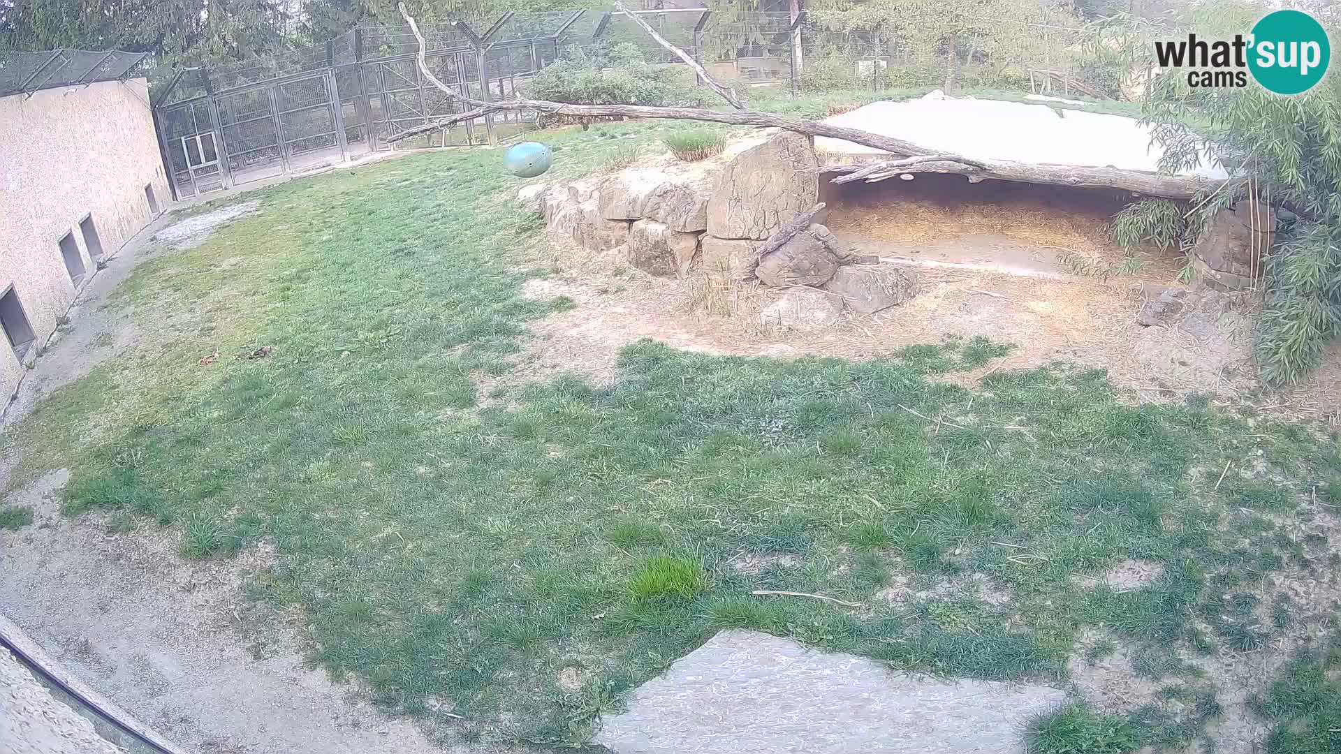 LION webcam en direct du zoo de Ljubljana – Slovénie