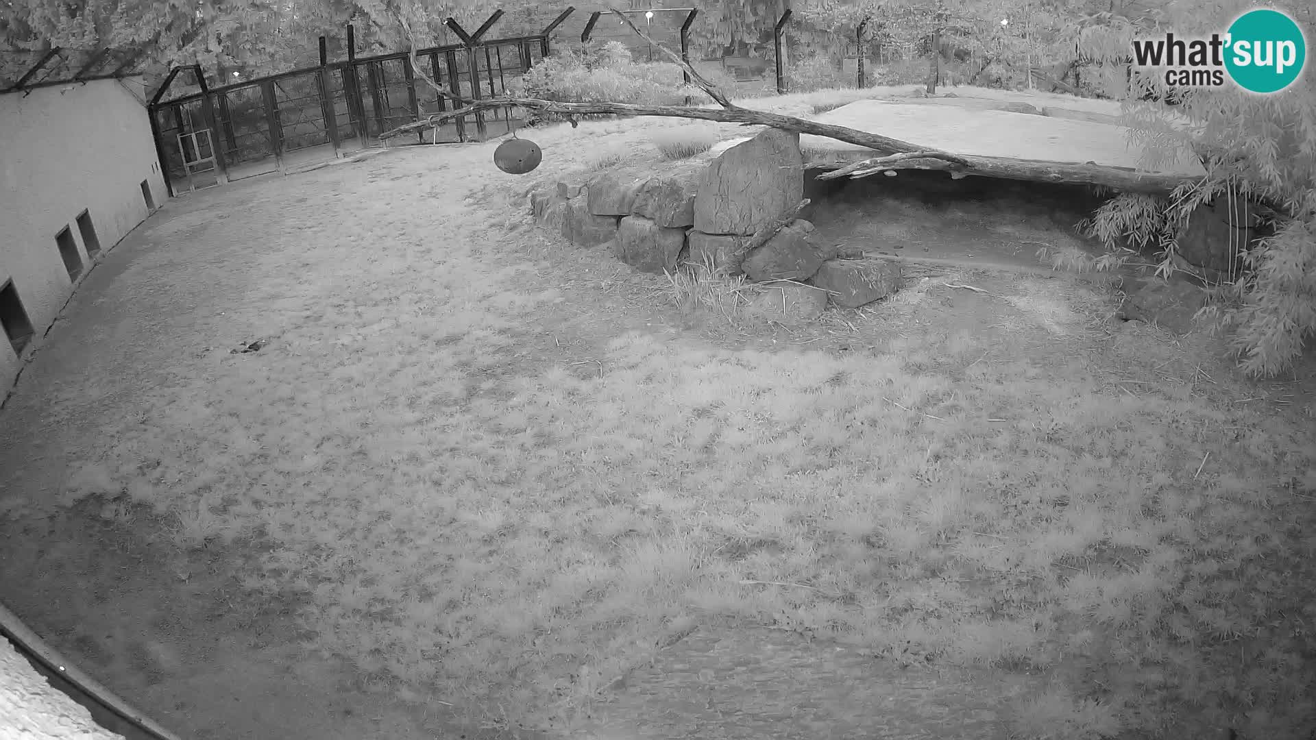 LION webcam en direct du zoo de Ljubljana – Slovénie