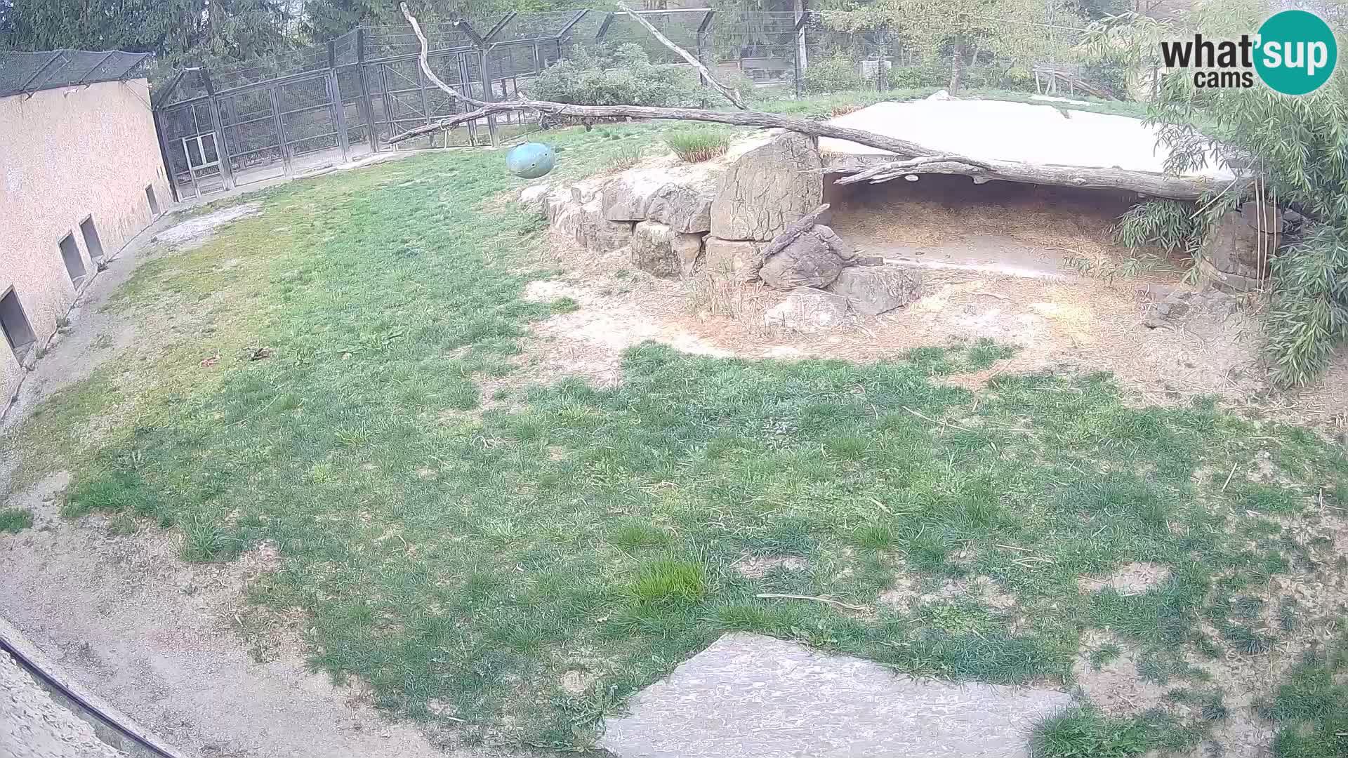 LION webcam en direct du zoo de Ljubljana – Slovénie