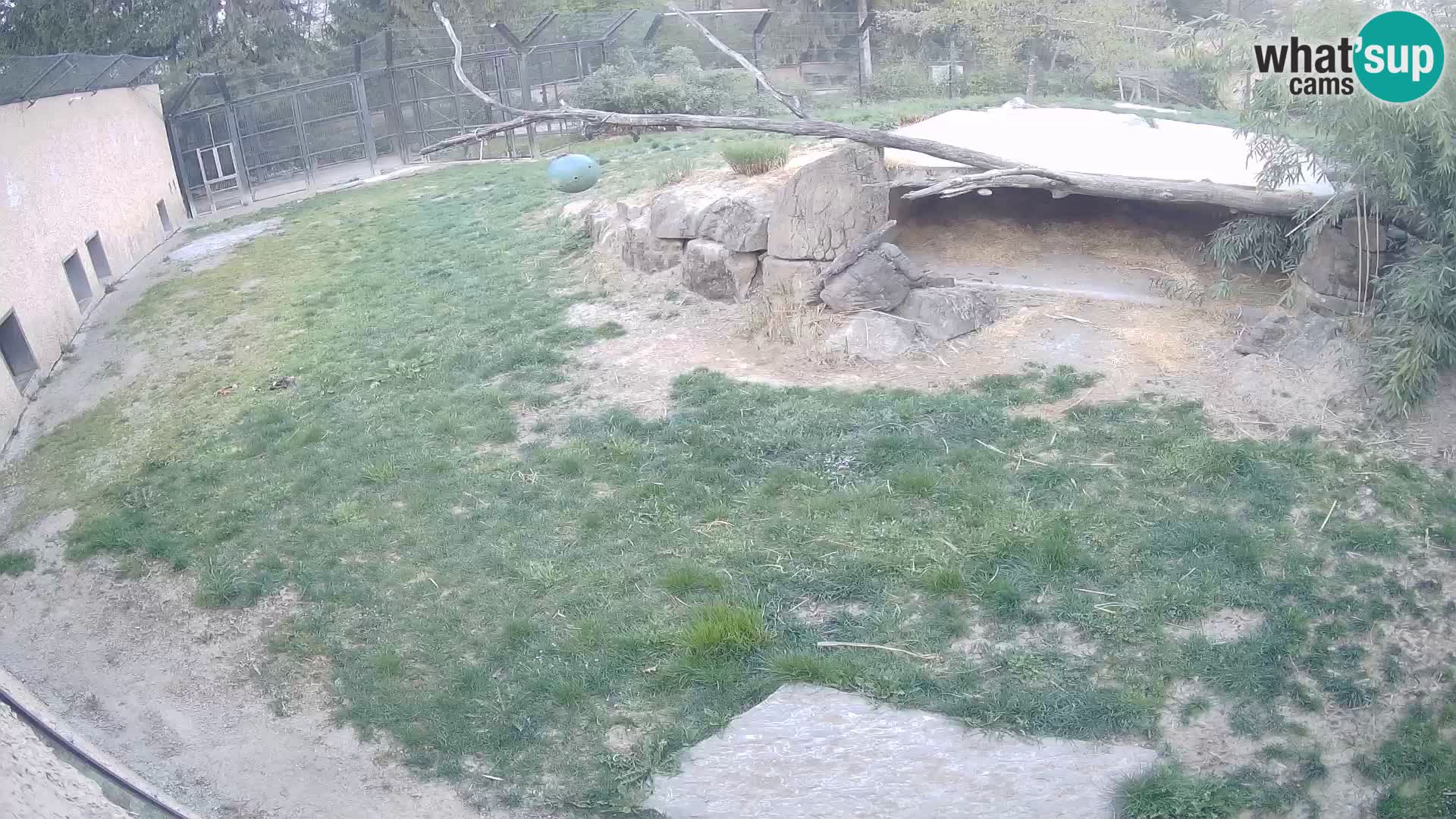 LEON Webcam en vivo en Ljubljana Zoo – Eslovenia
