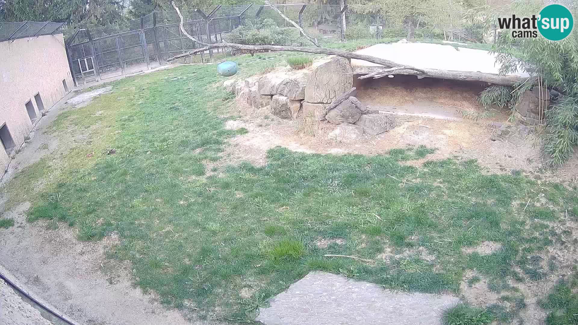 Löwe live Webcam im Zoo von Ljubljana – Slowenien
