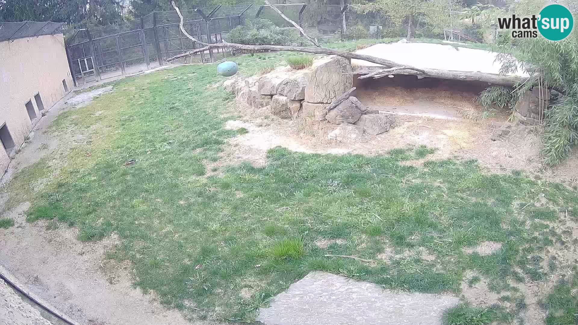 LEVI spletna kamera v živalskem vrtu Ljubljana Zoo