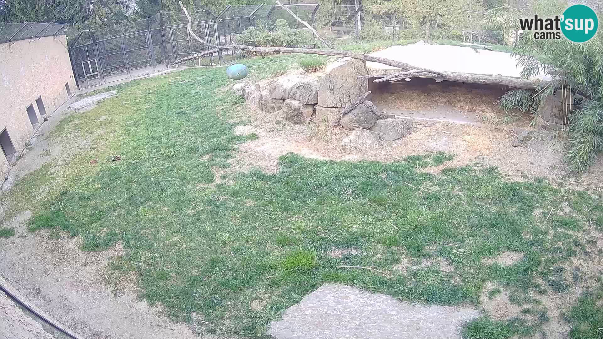 LEONE live Webcam nello zoo di Lubiana – Slovenia
