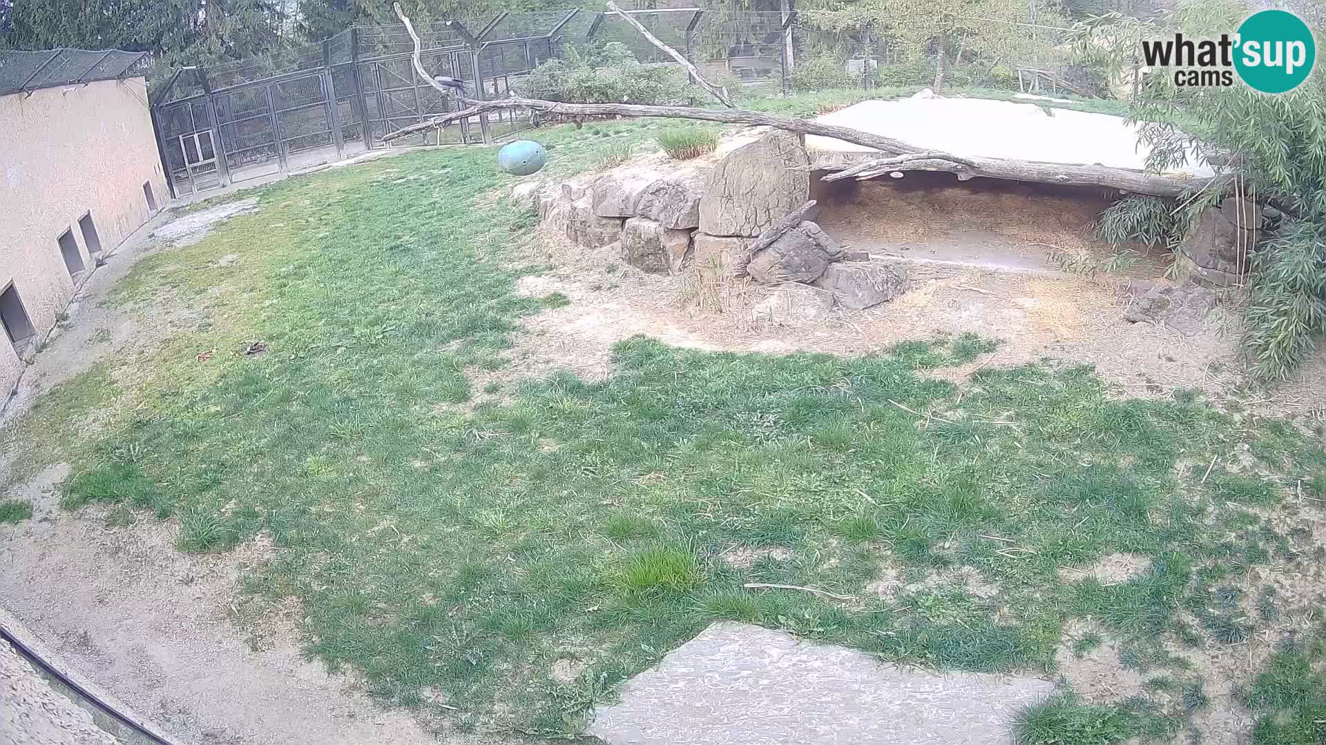 LEVI spletna kamera v živalskem vrtu Ljubljana Zoo