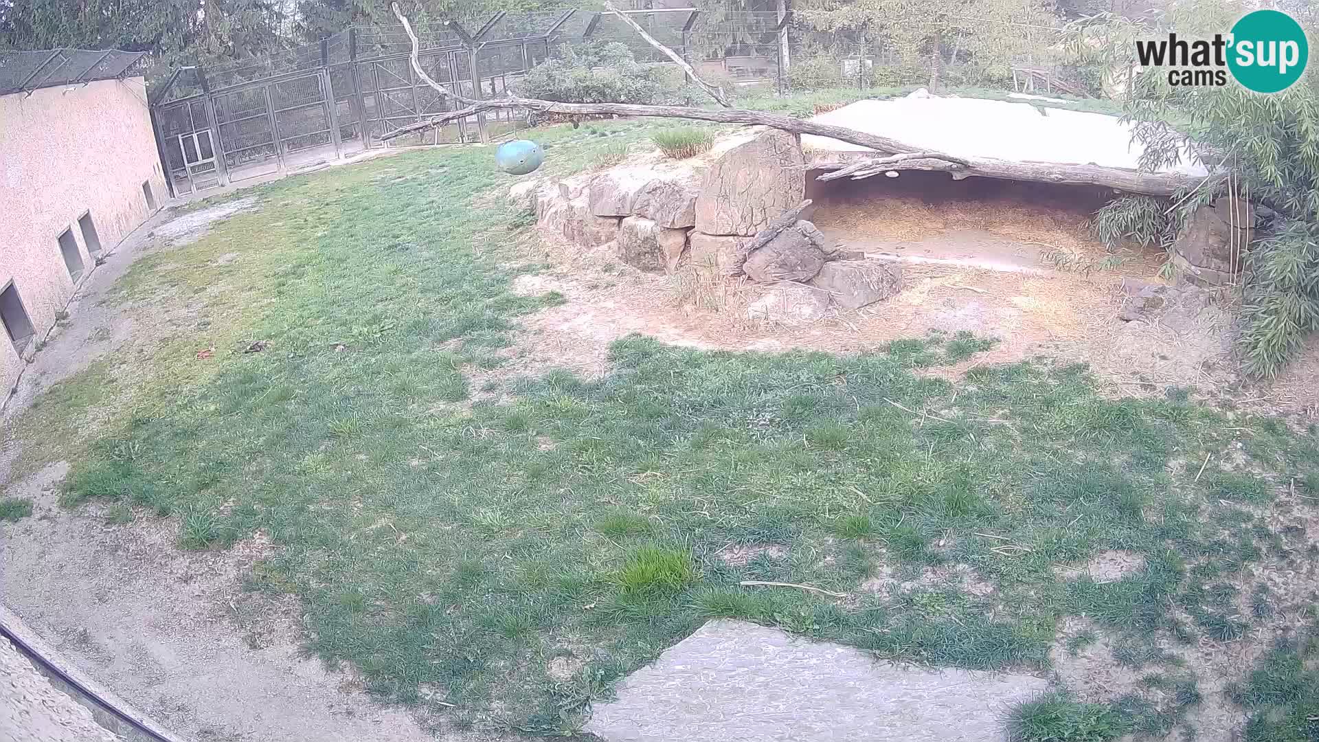 LION webcam en direct du zoo de Ljubljana – Slovénie