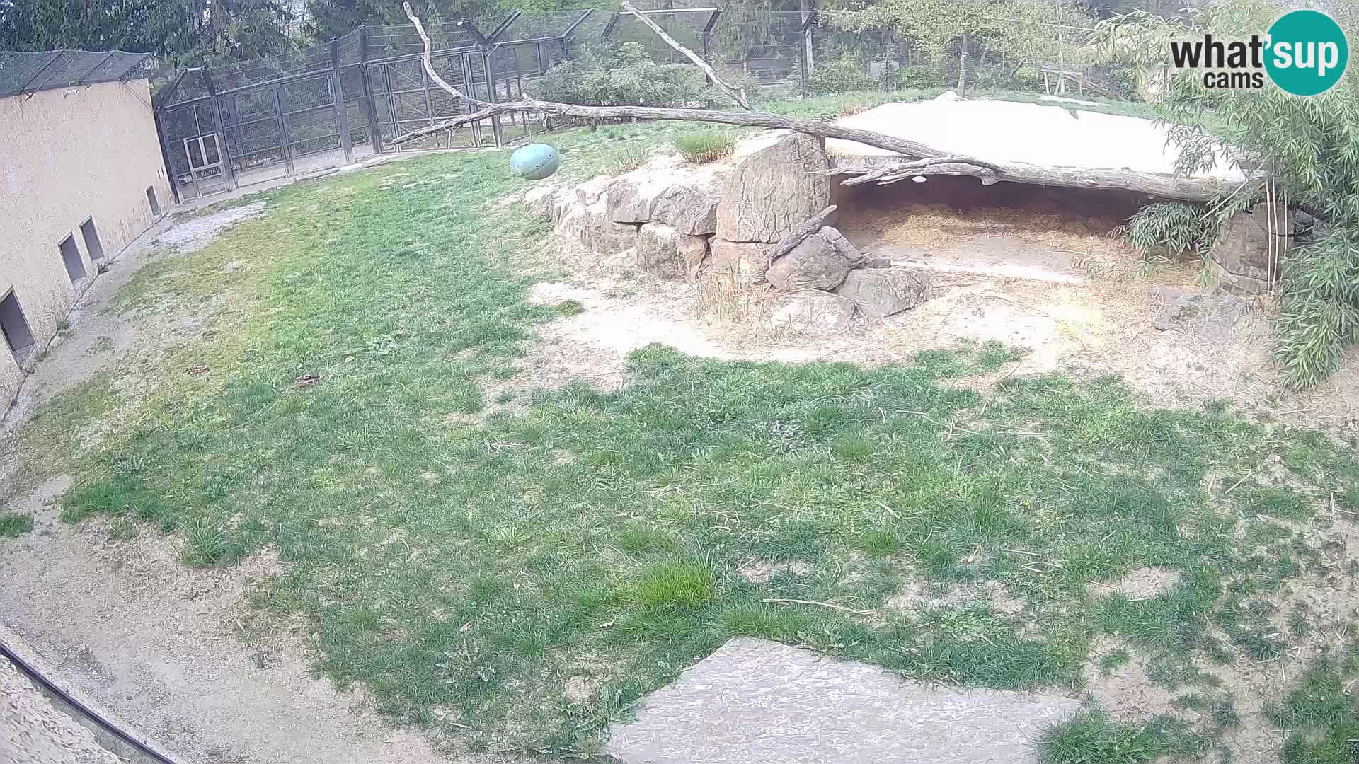 LION webcam en direct du zoo de Ljubljana – Slovénie