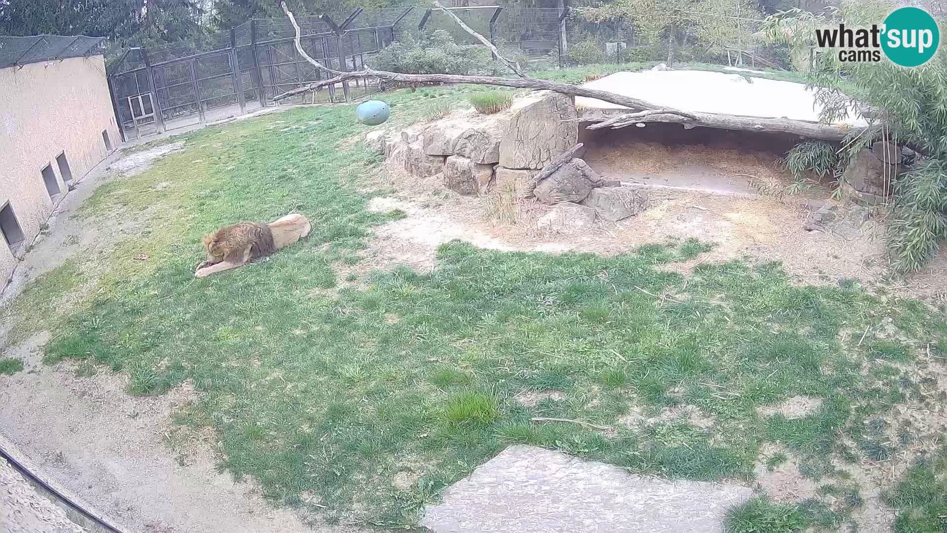 LEON Webcam en vivo en Ljubljana Zoo – Eslovenia