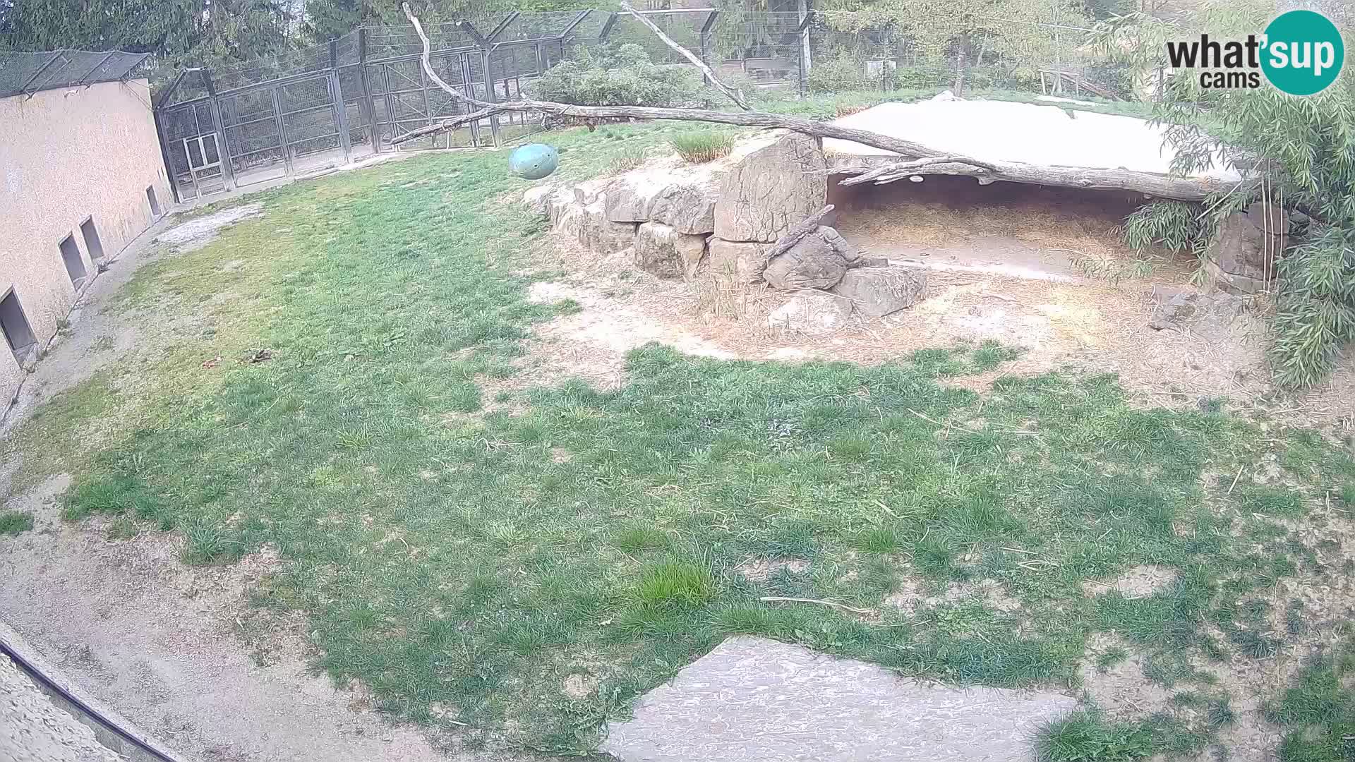 LION live Webcam in Ljubljana Zoo – Slovenia