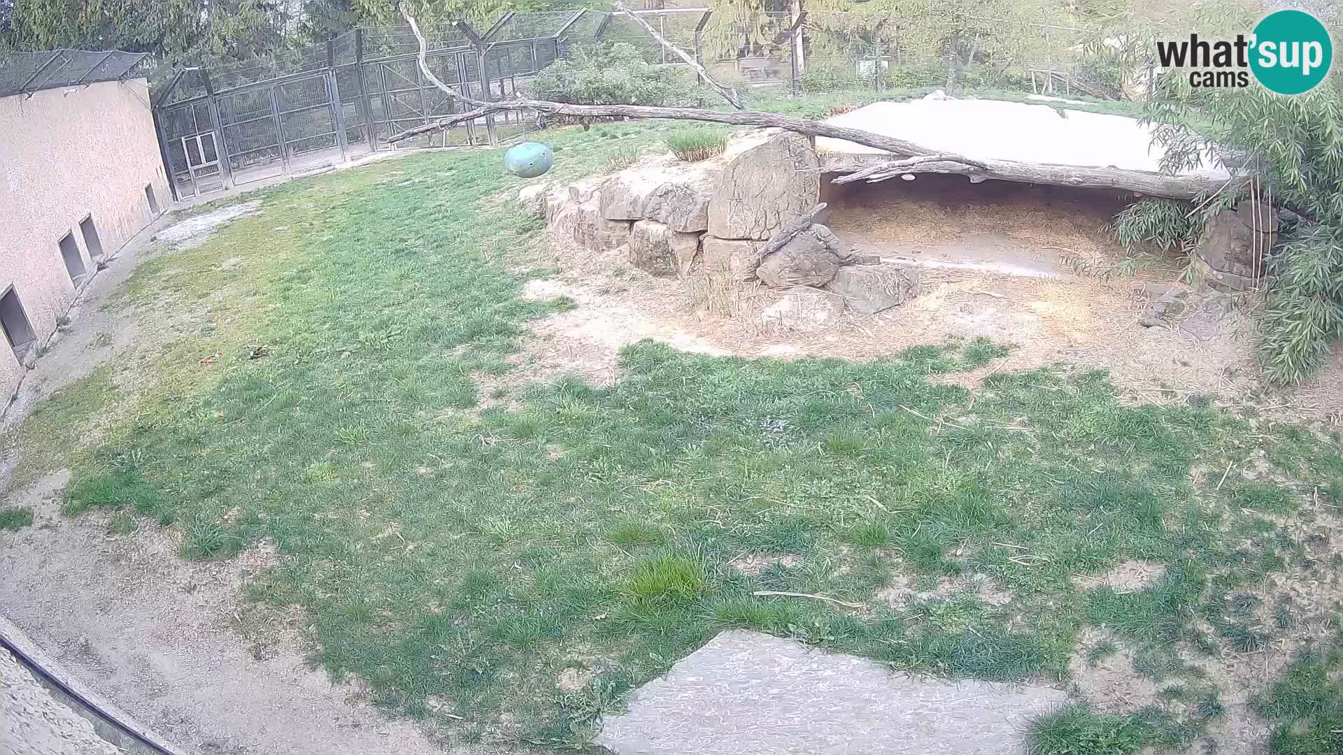 LEONE live Webcam nello zoo di Lubiana – Slovenia