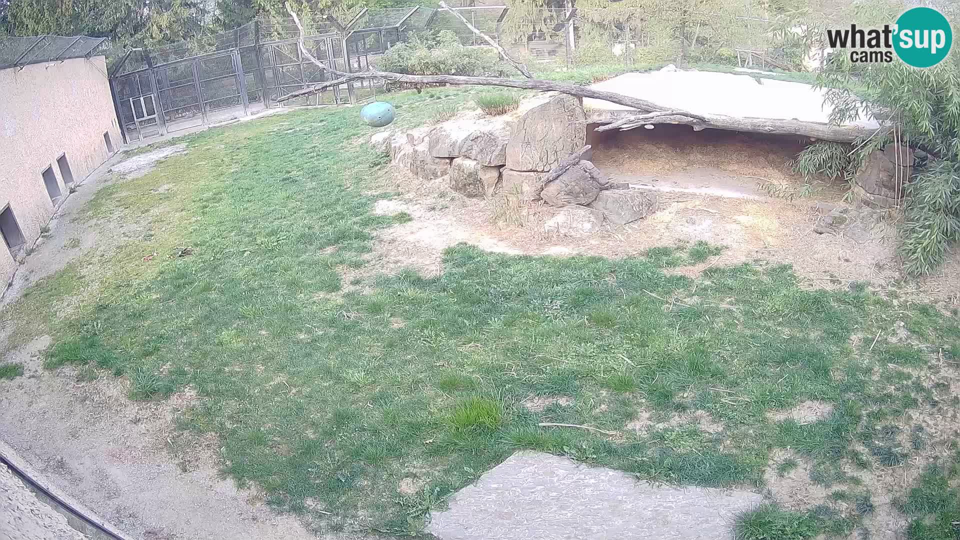 Lavovi web kamera uživo u ljubljanskom zoološkom vrtu – Slovenija