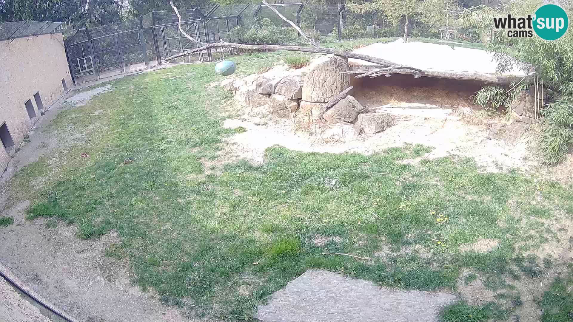 LEVI spletna kamera v živalskem vrtu Ljubljana Zoo
