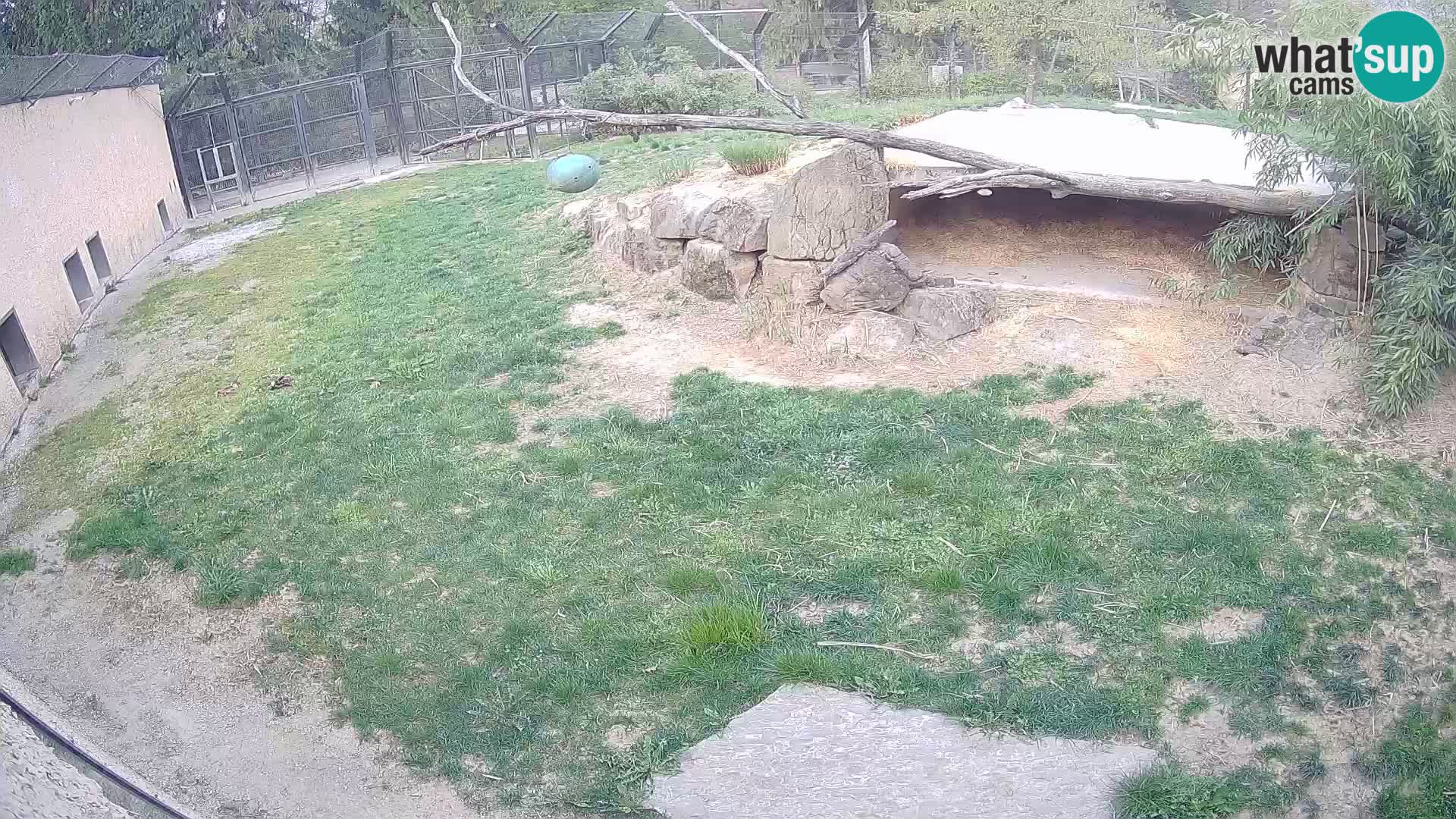 LION live Webcam in Ljubljana Zoo – Slovenia